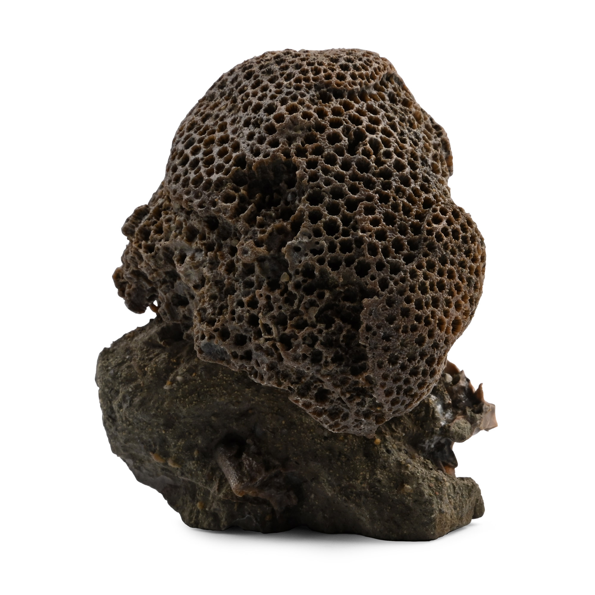 Isle of Wight Fossil Coral Specimen with Brachiopod and Worm Tubes
