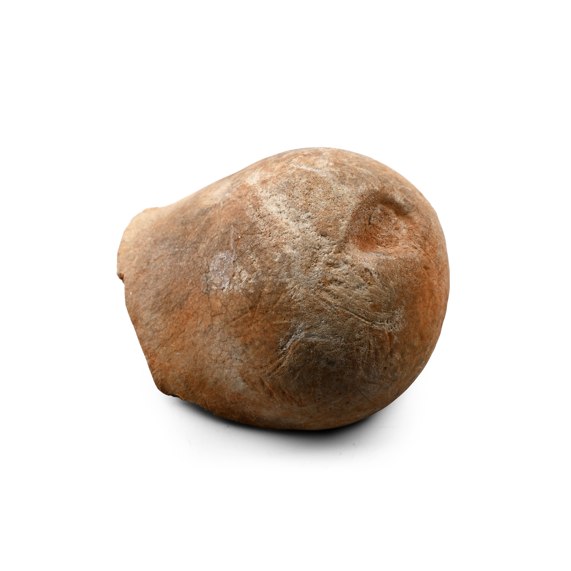 Mammal Fossil Femur Fragment