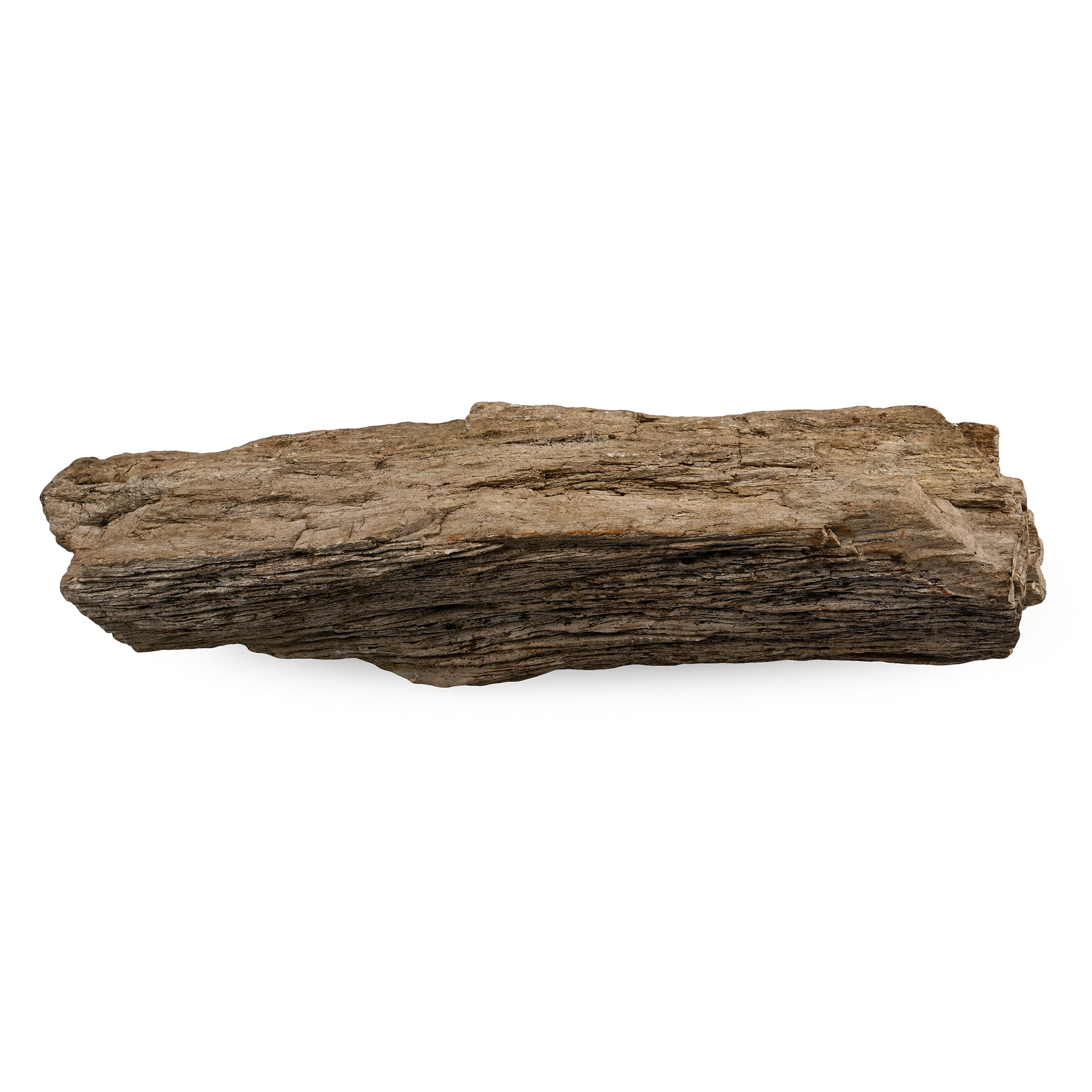 Very Large Petrified Wood Fossil Specimen