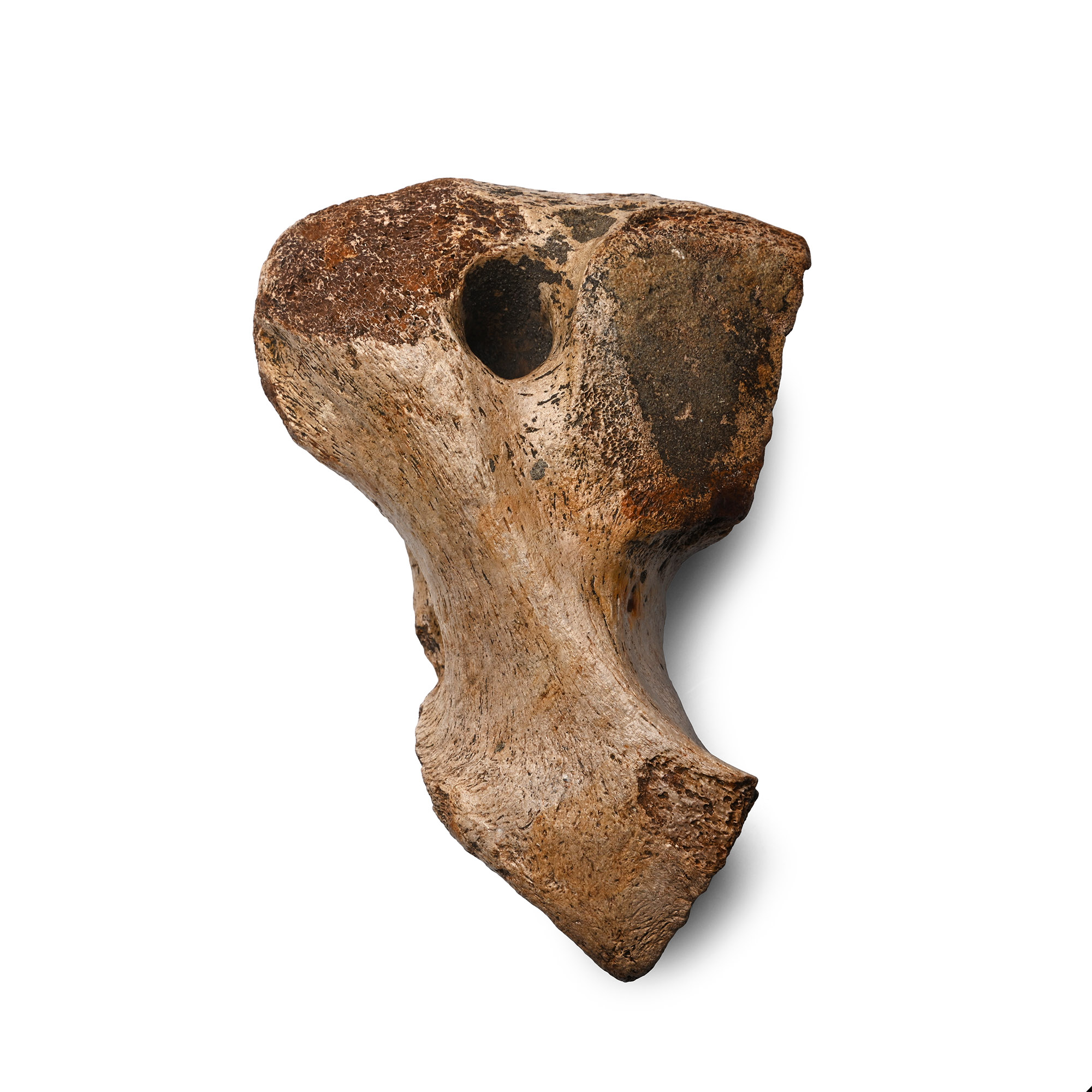 Fossil Woolly Mammoth Bone