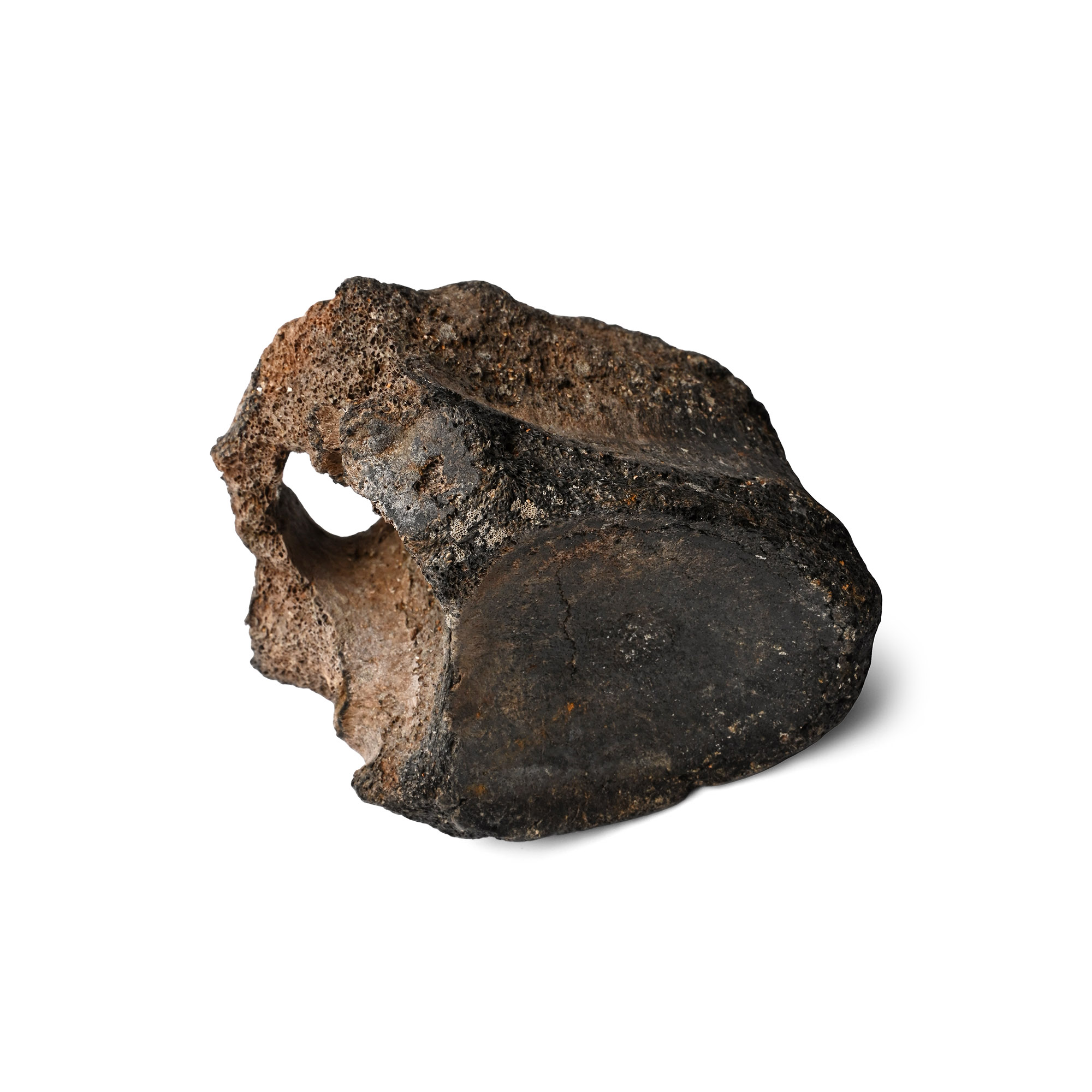 Fossil Woolly Rhinoceros Vertebra