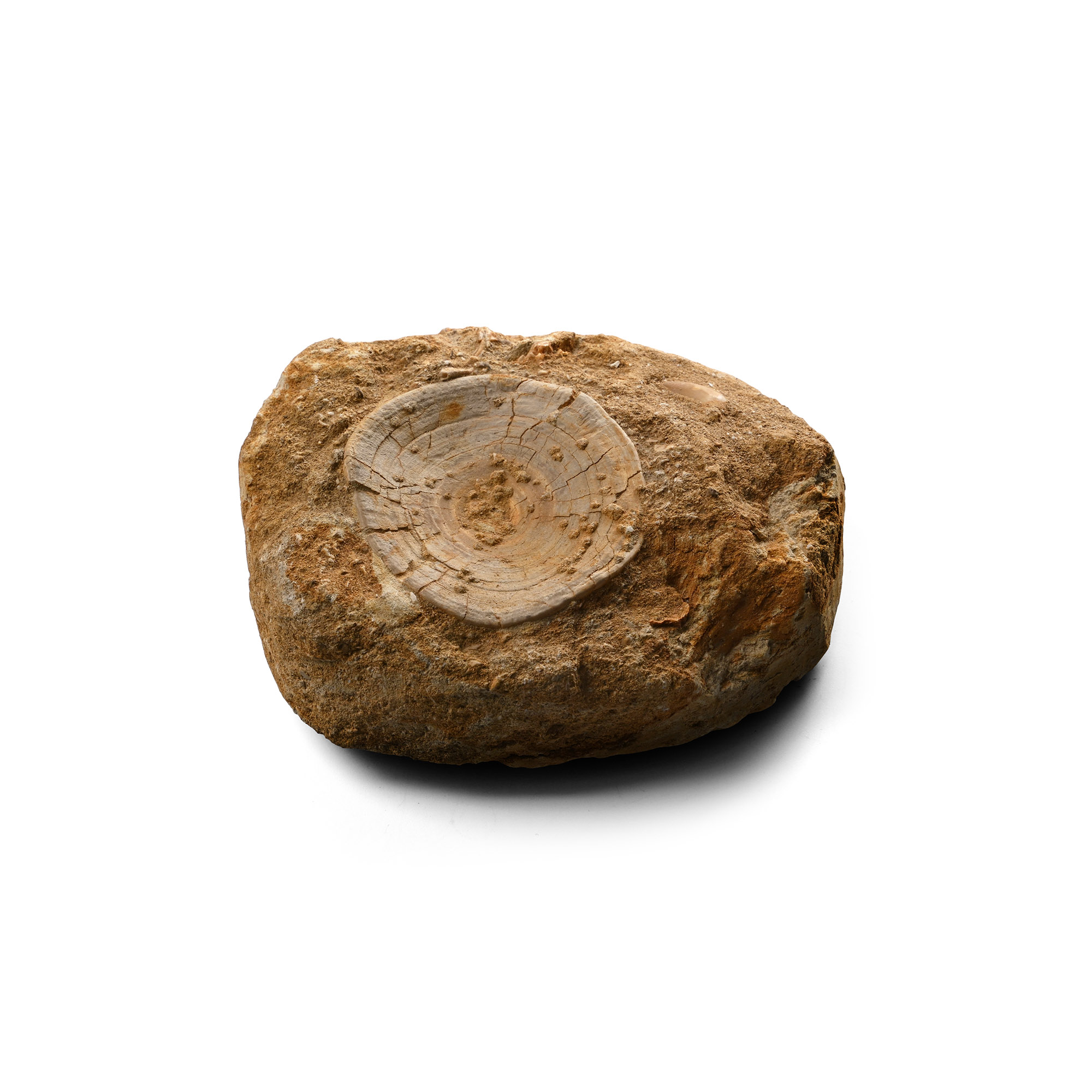 Mosasaur 'Marine Dinosaur' Tooth & Shark Vertebrae in Matrix