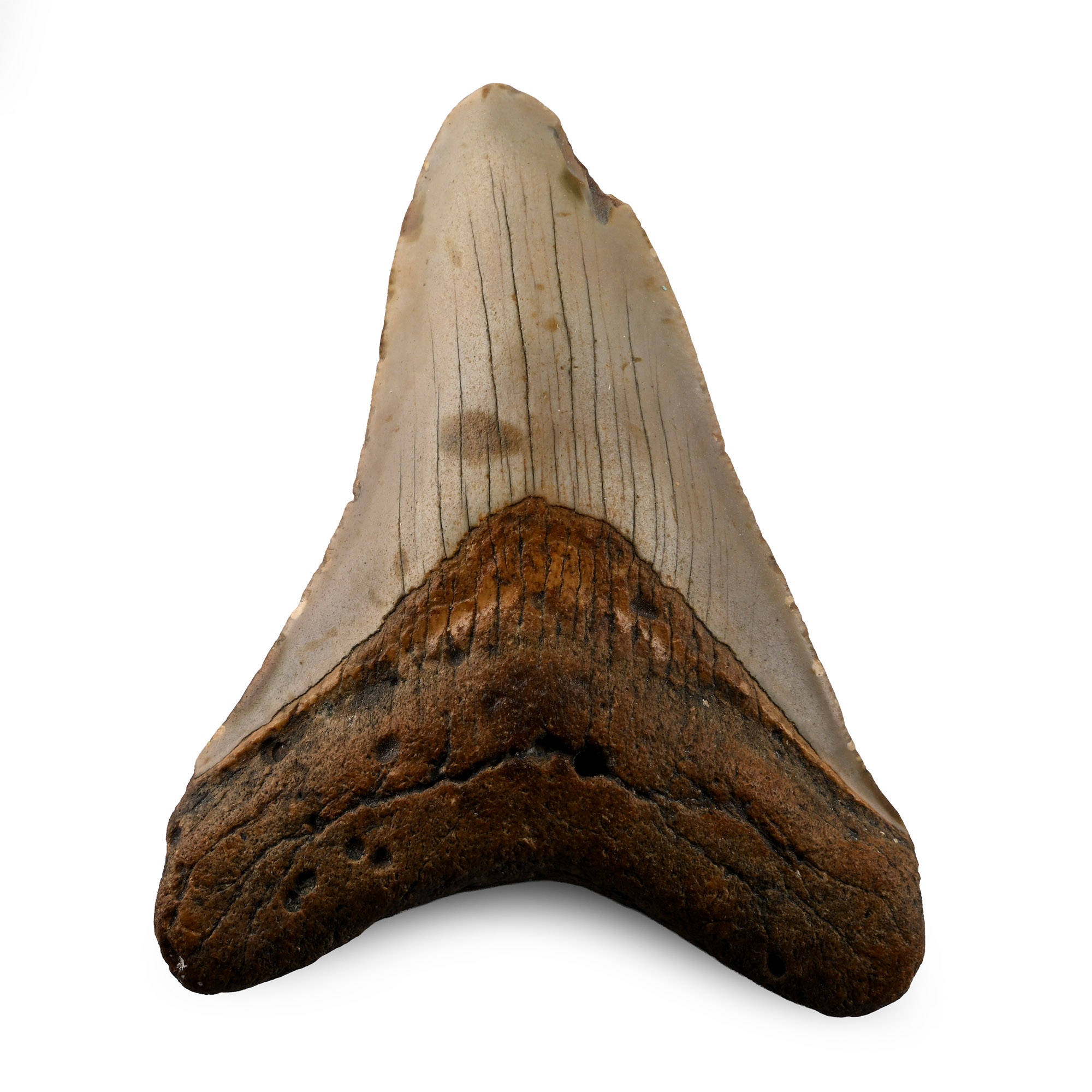 Megalodon Extinct Giant Shark's Tooth