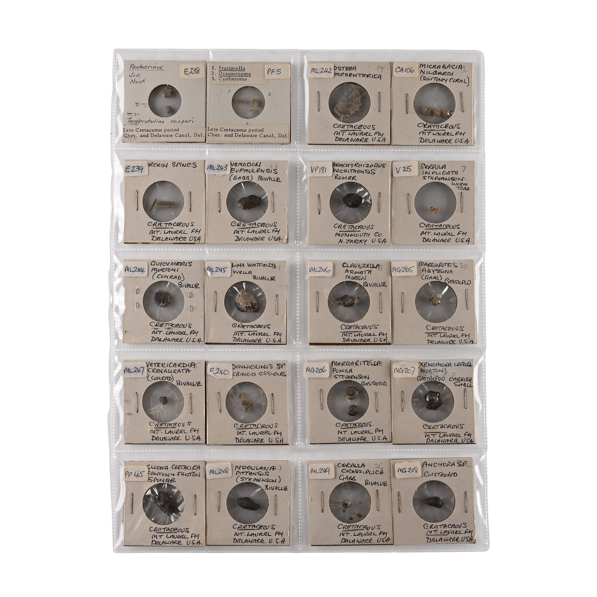 North American Fossil Collection
