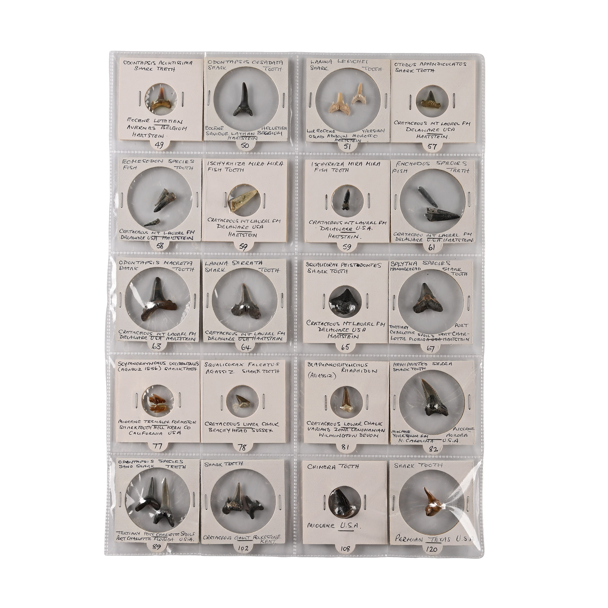 North American and Other Fossil Collection