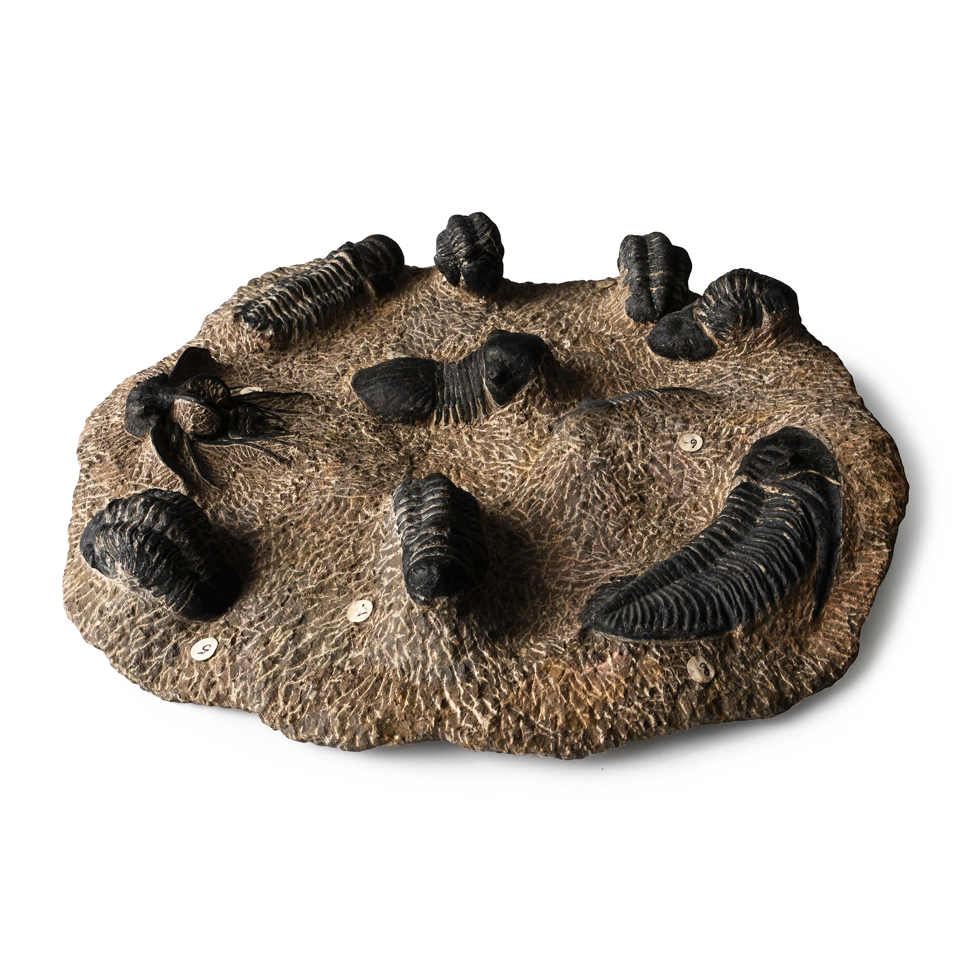 Large Fossil Trilobite Group in Matrix