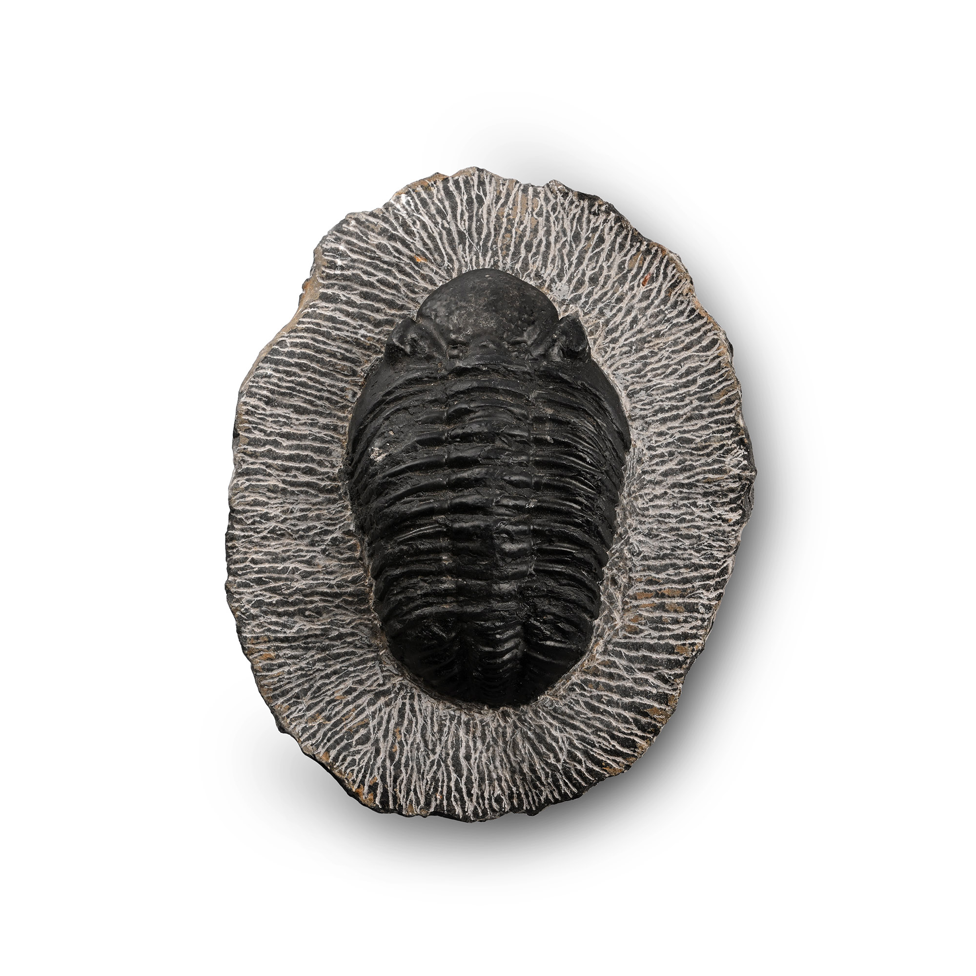 Large Fossil Trilobite in Matrix