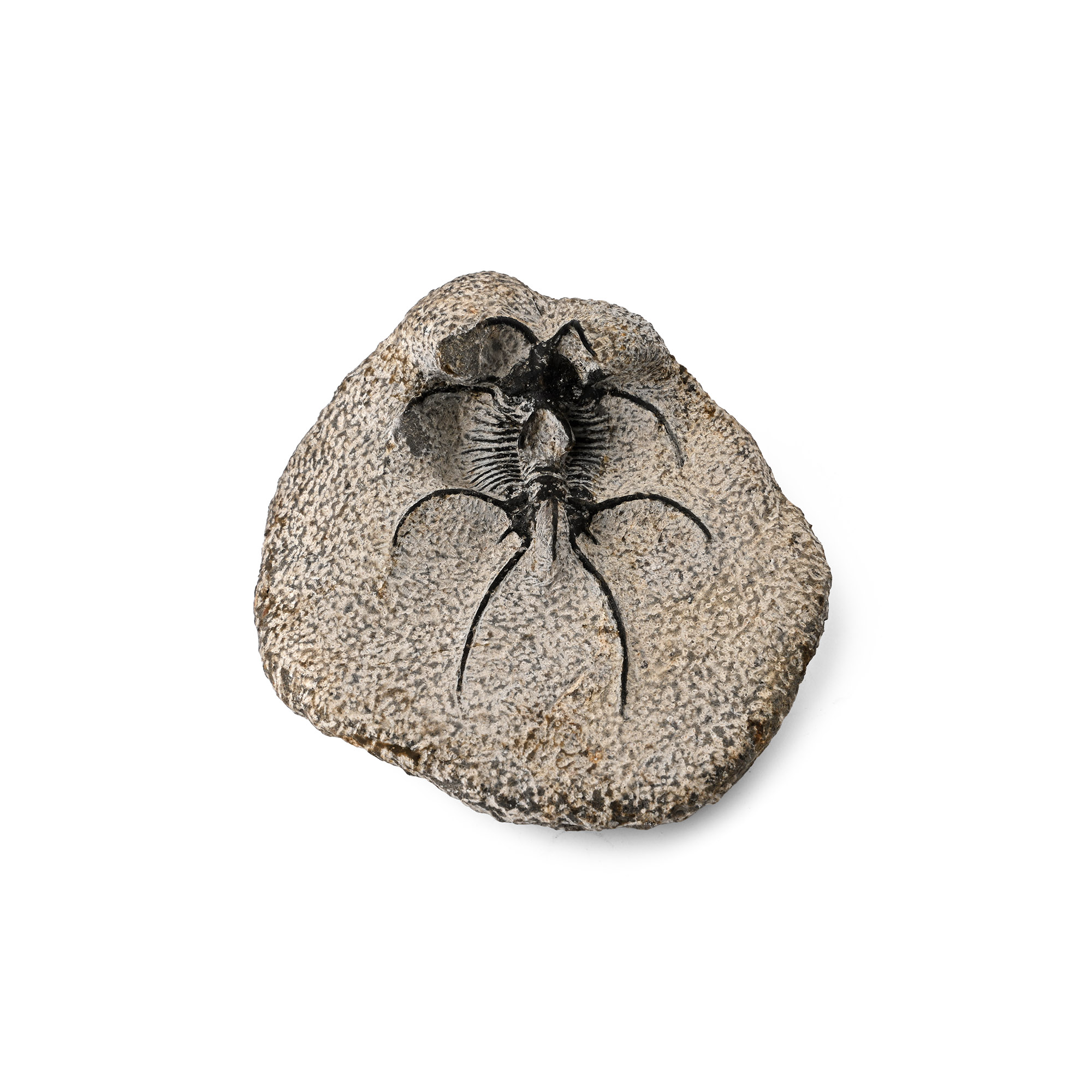 Fossil Trilobite in Matrix