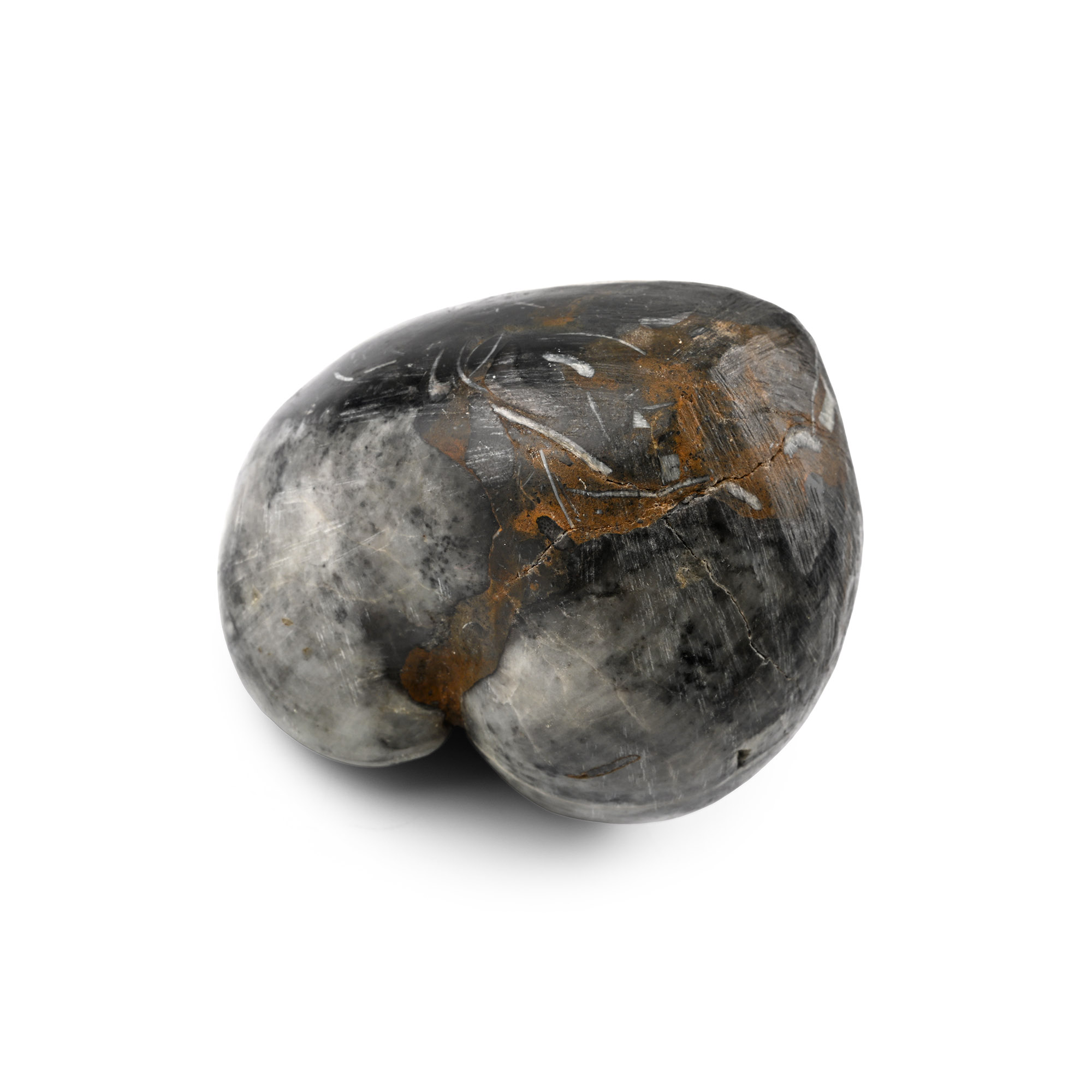 Polished Fossil Brachiopod
