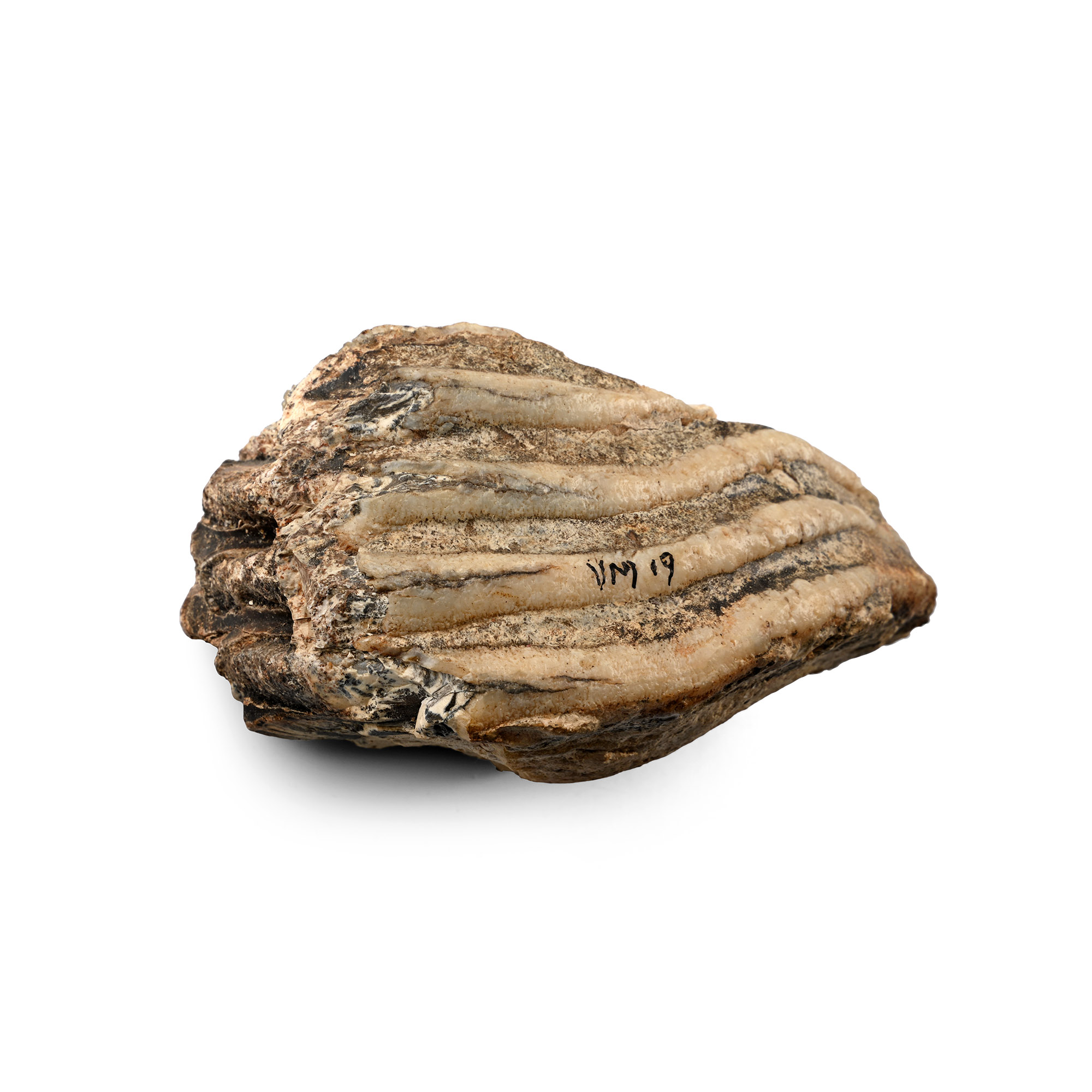 Fossil Woolly Mammoth Molar Tooth