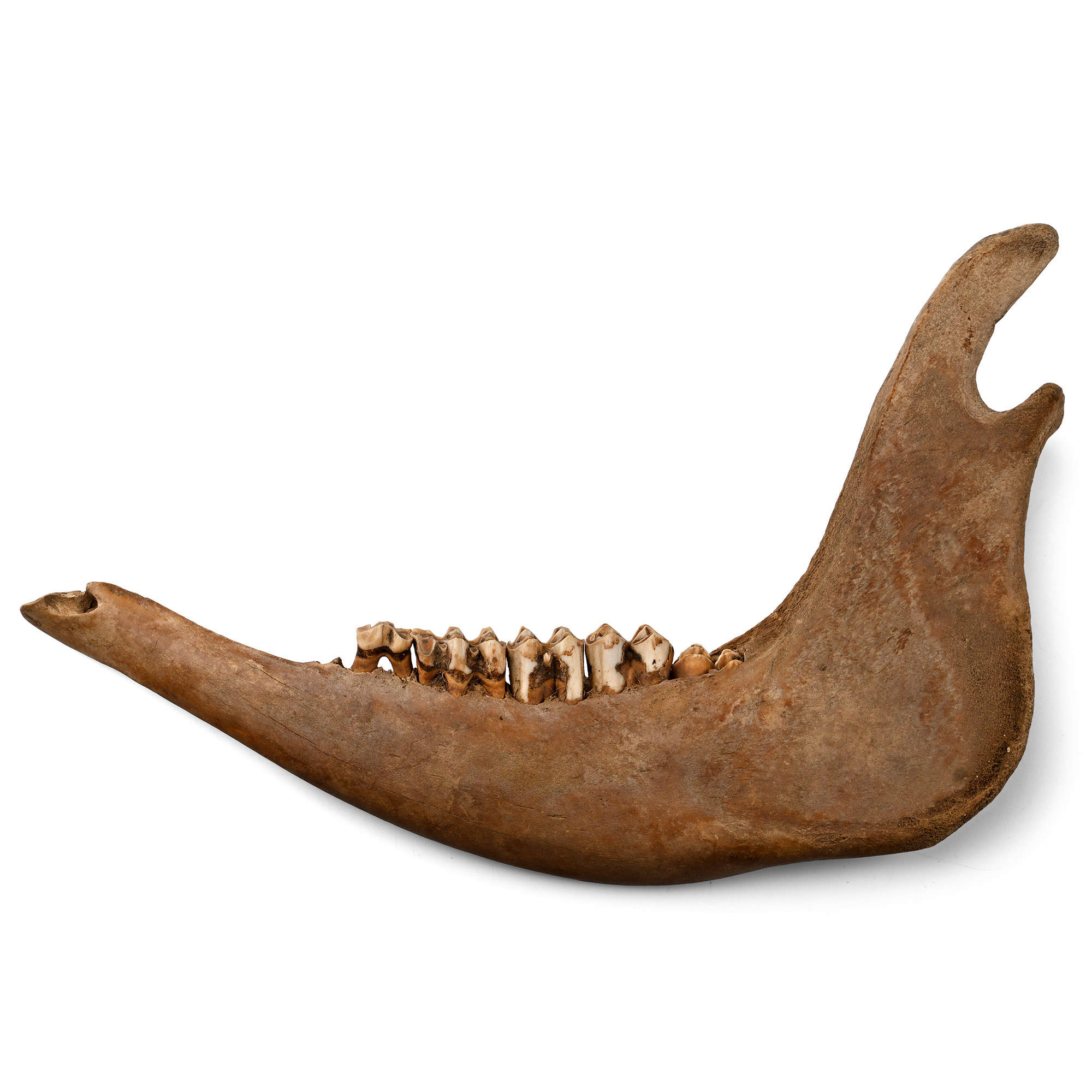 Bovine Lower Jawbone