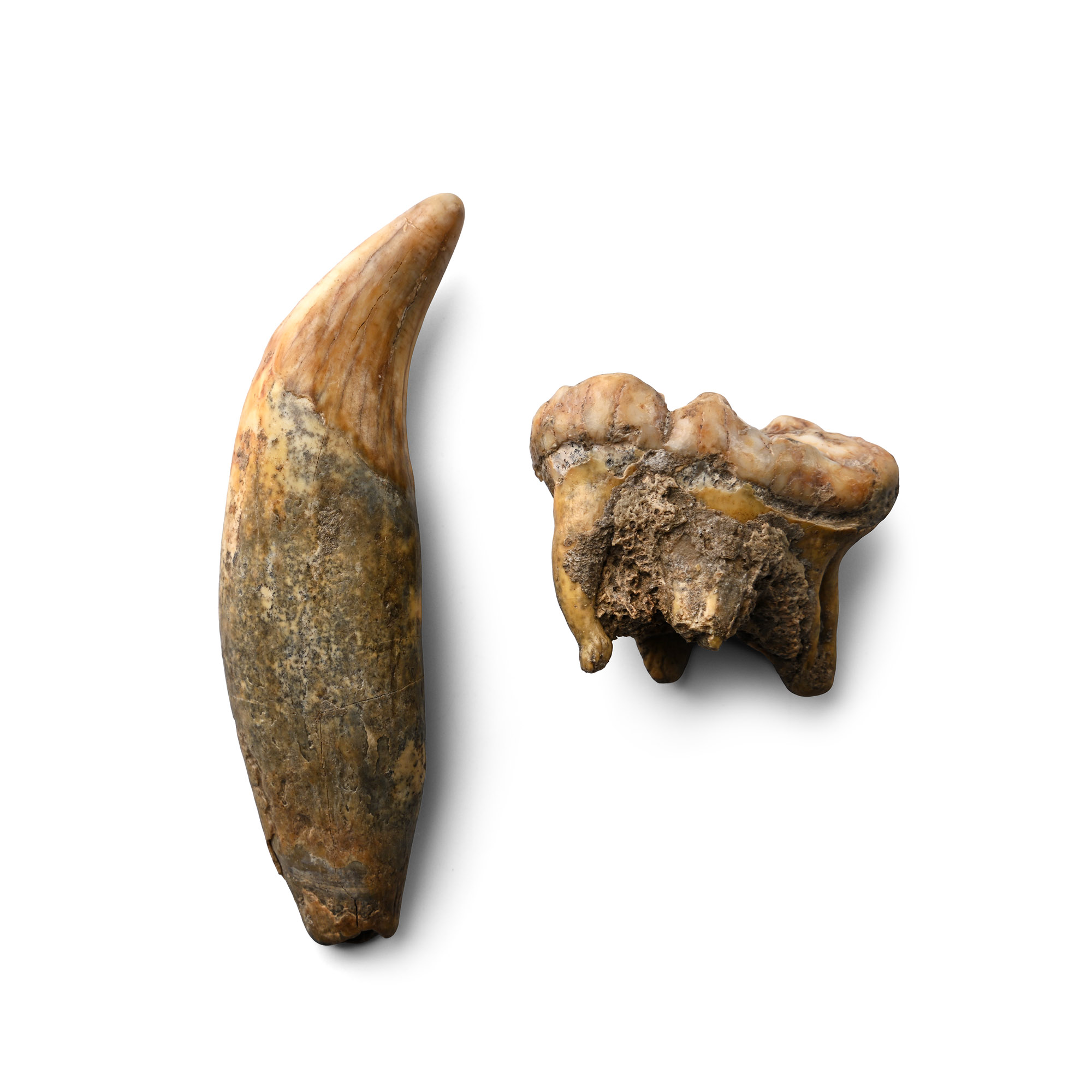 Fossil Ursus Spelaeus Canine and Molar Tooth Group