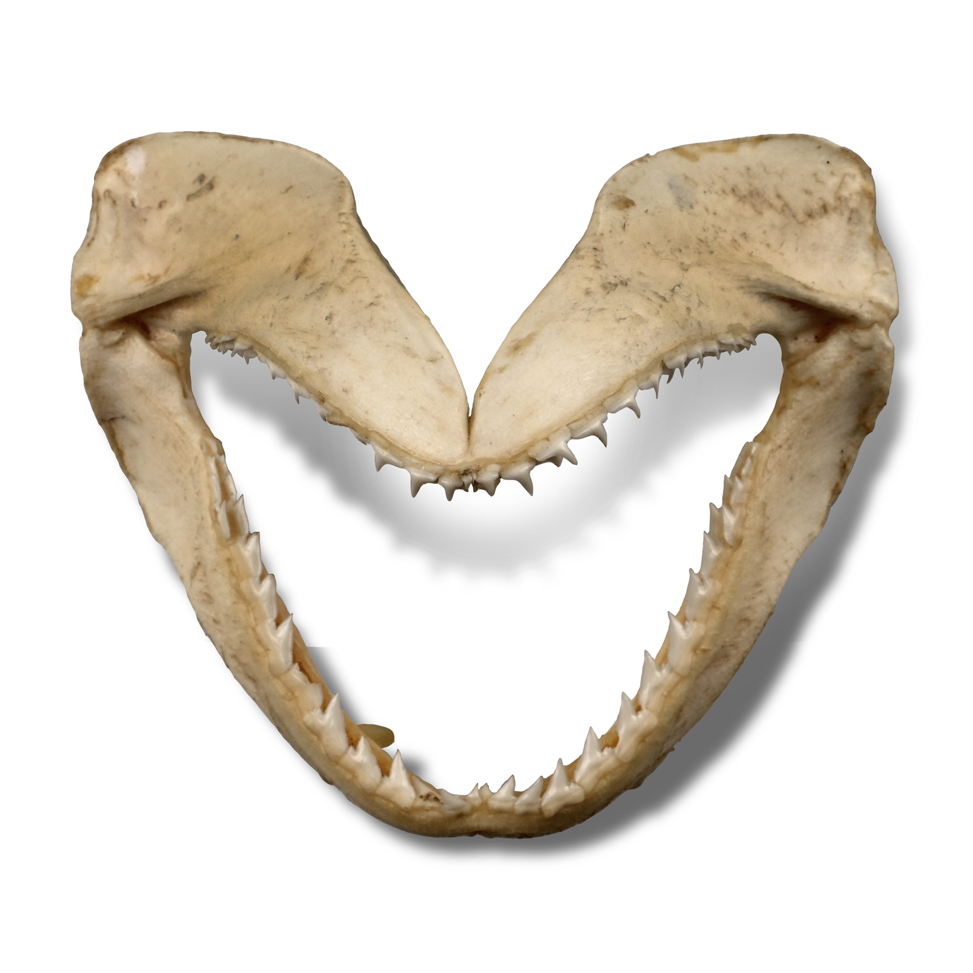 Shark's Jaw in Card Tray