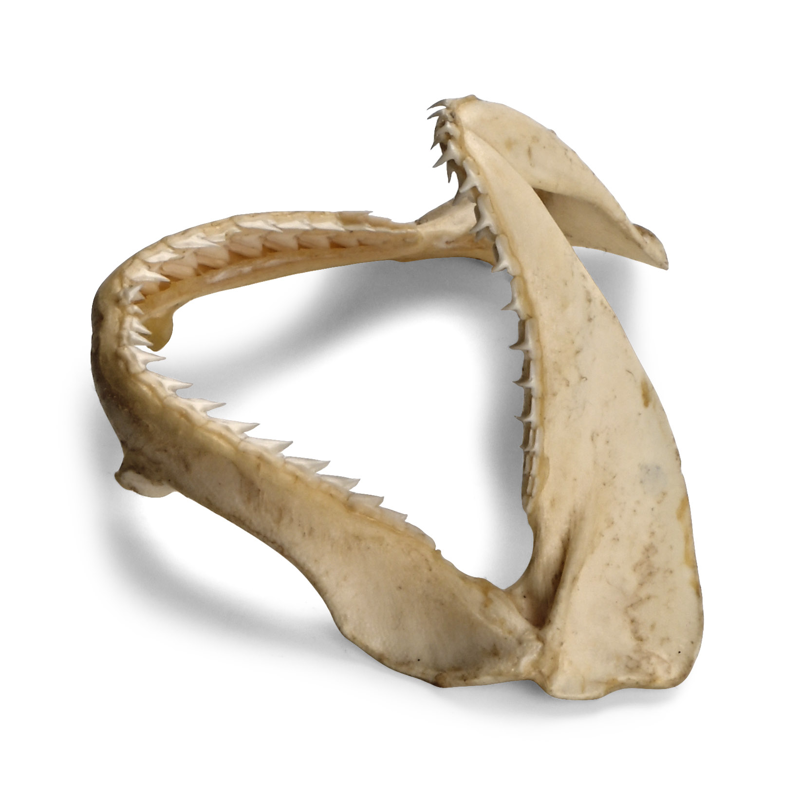 Shark's Jaw in Card Tray