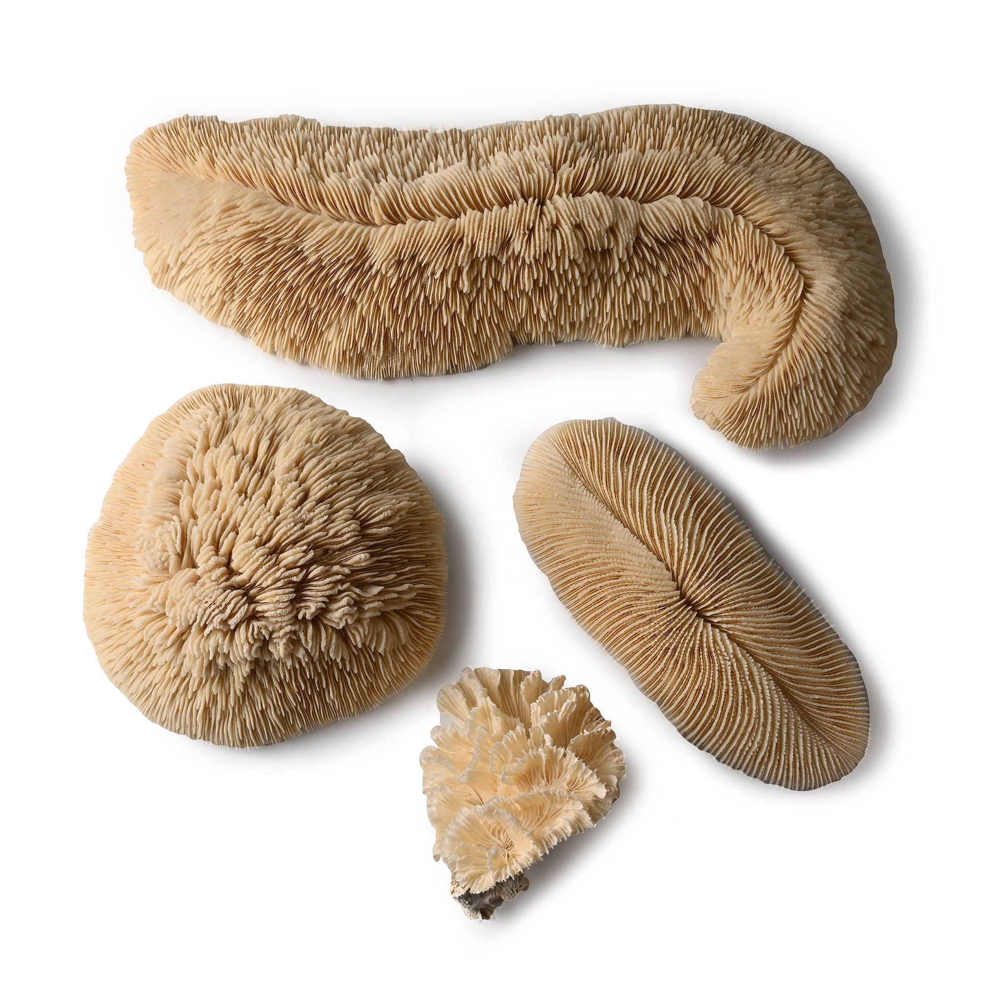 Mushroom and Lettuce Coral Collection