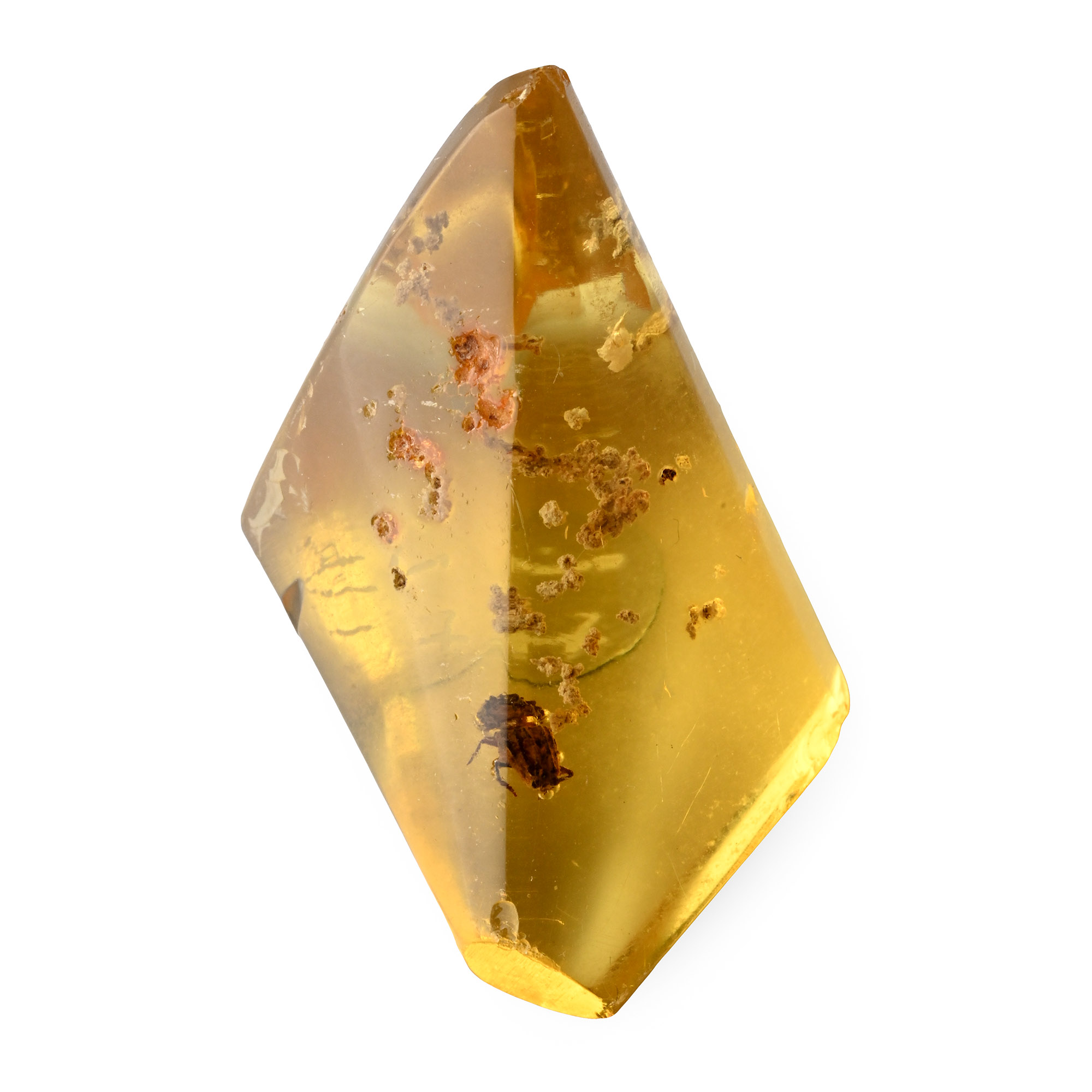 Beetle in Polished Amber