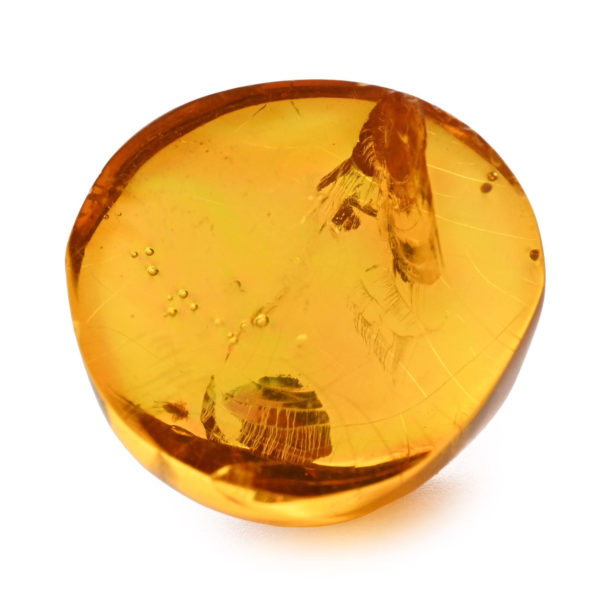Fly in Polished Amber