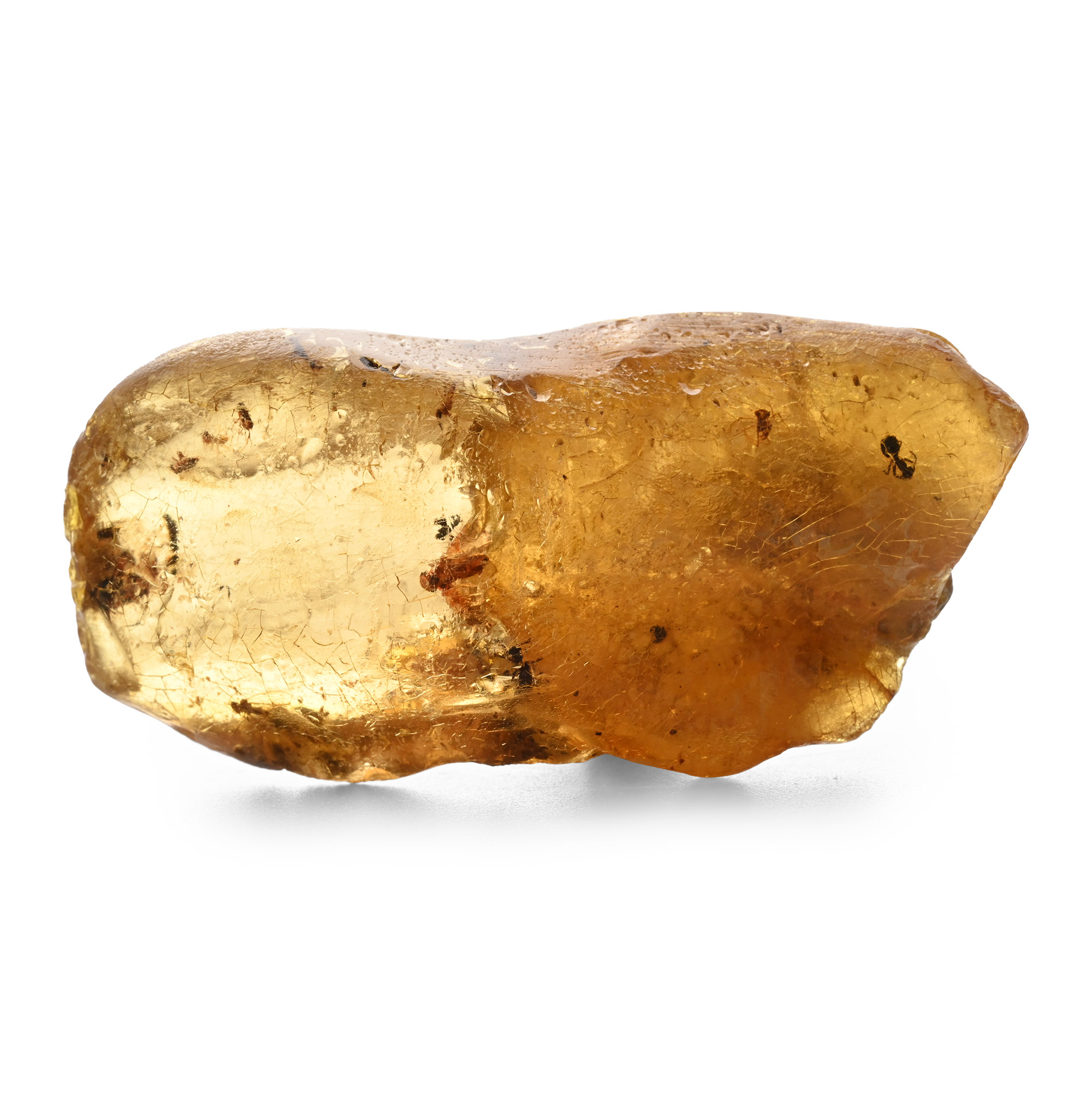 Ants and Insects in Copal