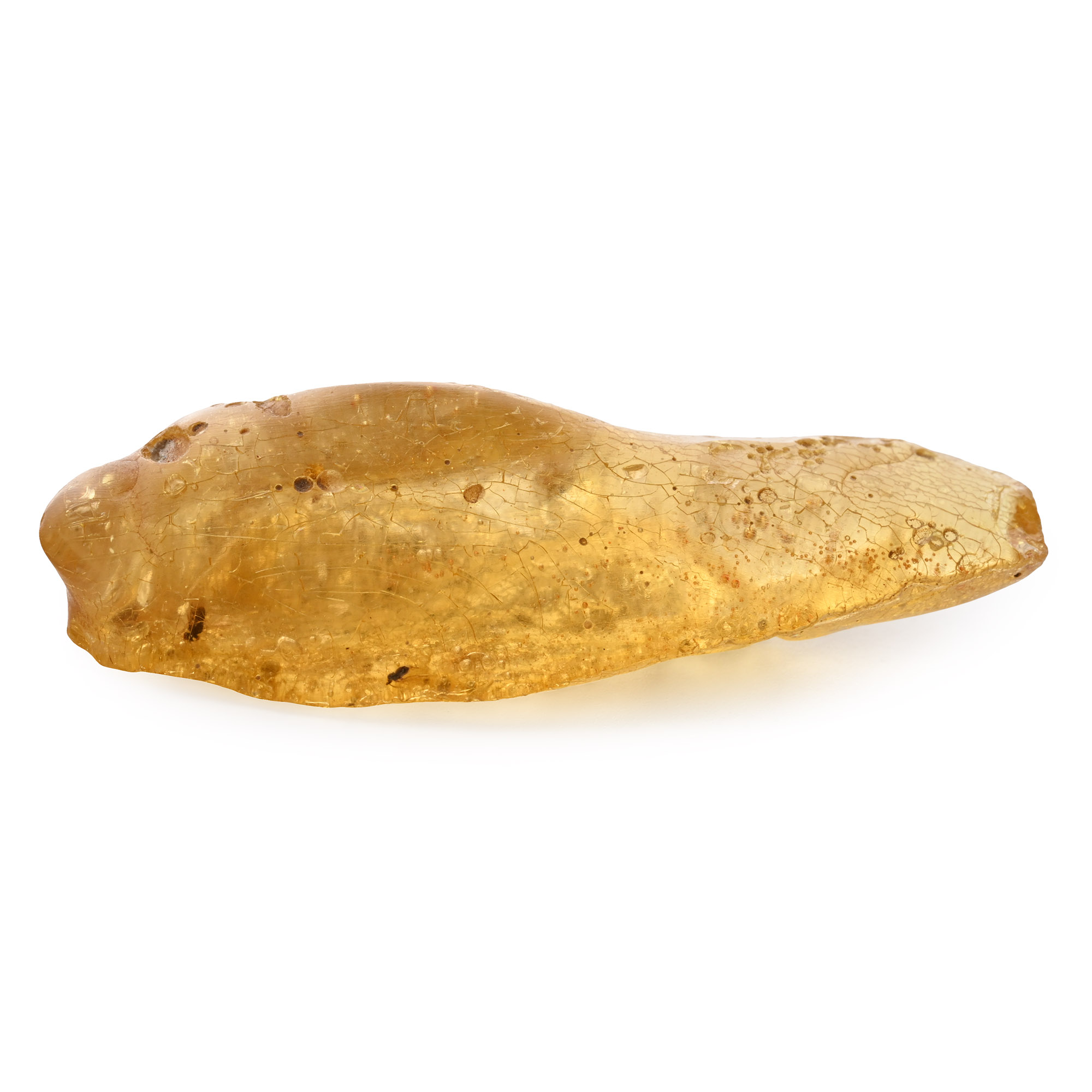 Fly in Polished Baltic Amber