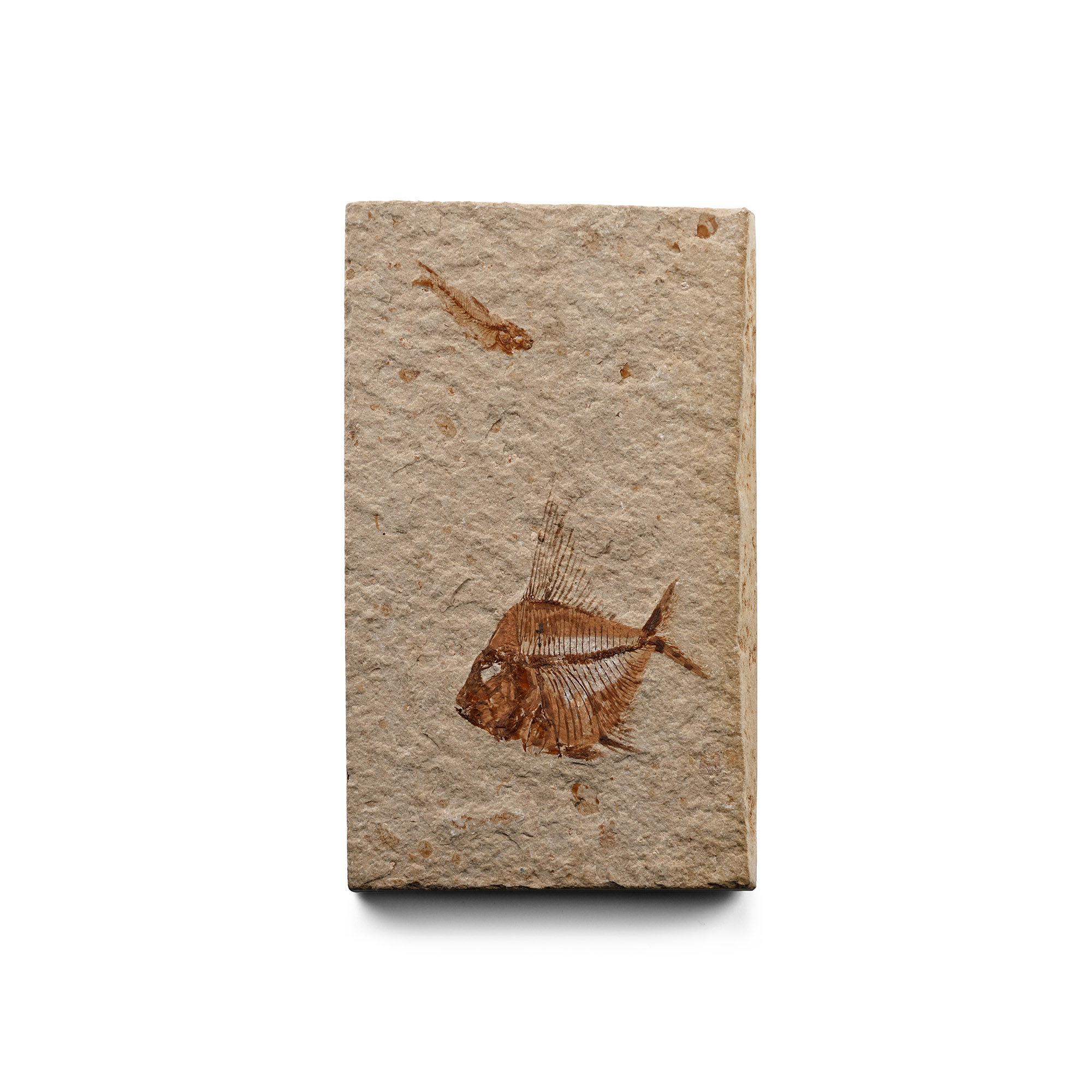 Fossil Velifer Fish in Matrix