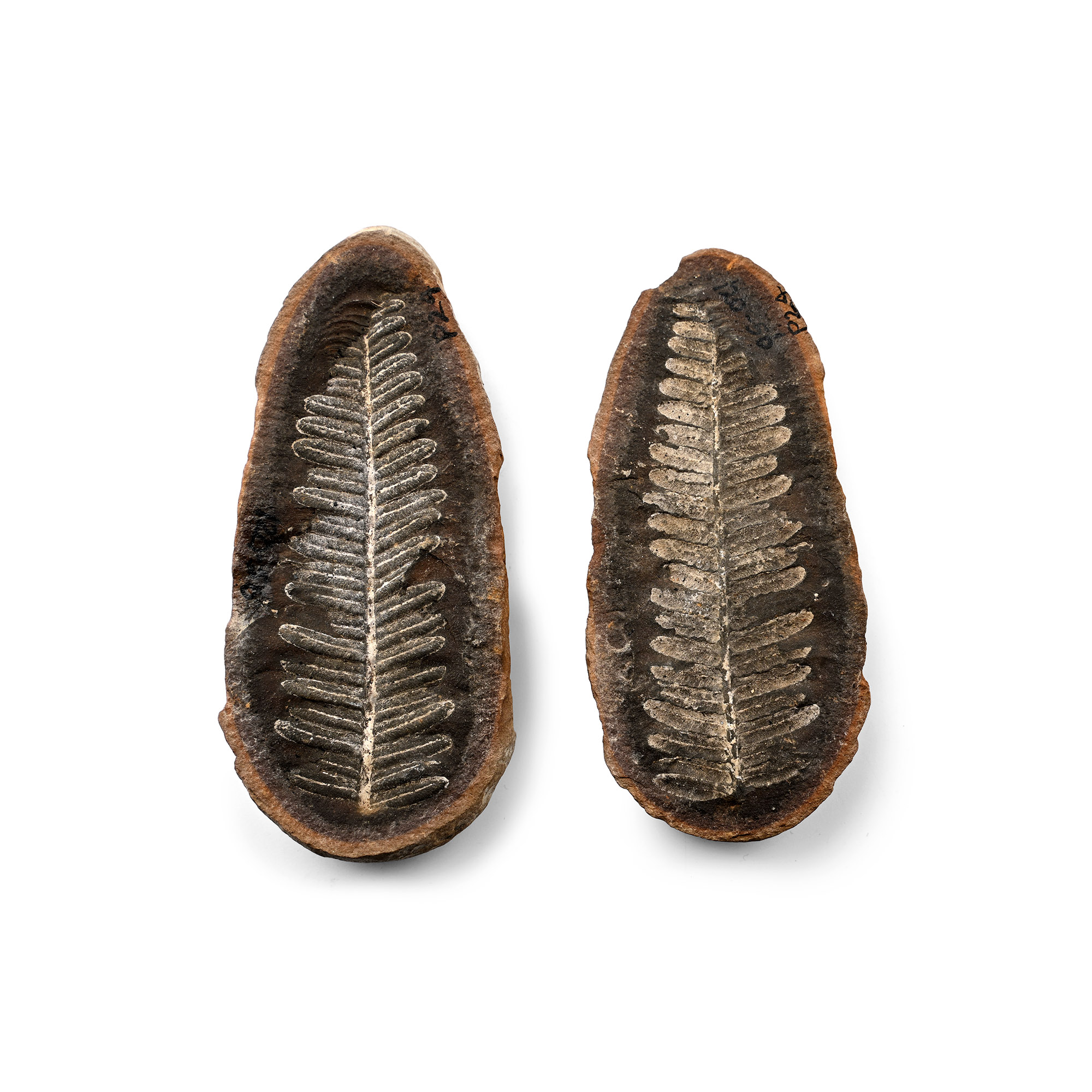 Fossil Fern in Opened Nodule