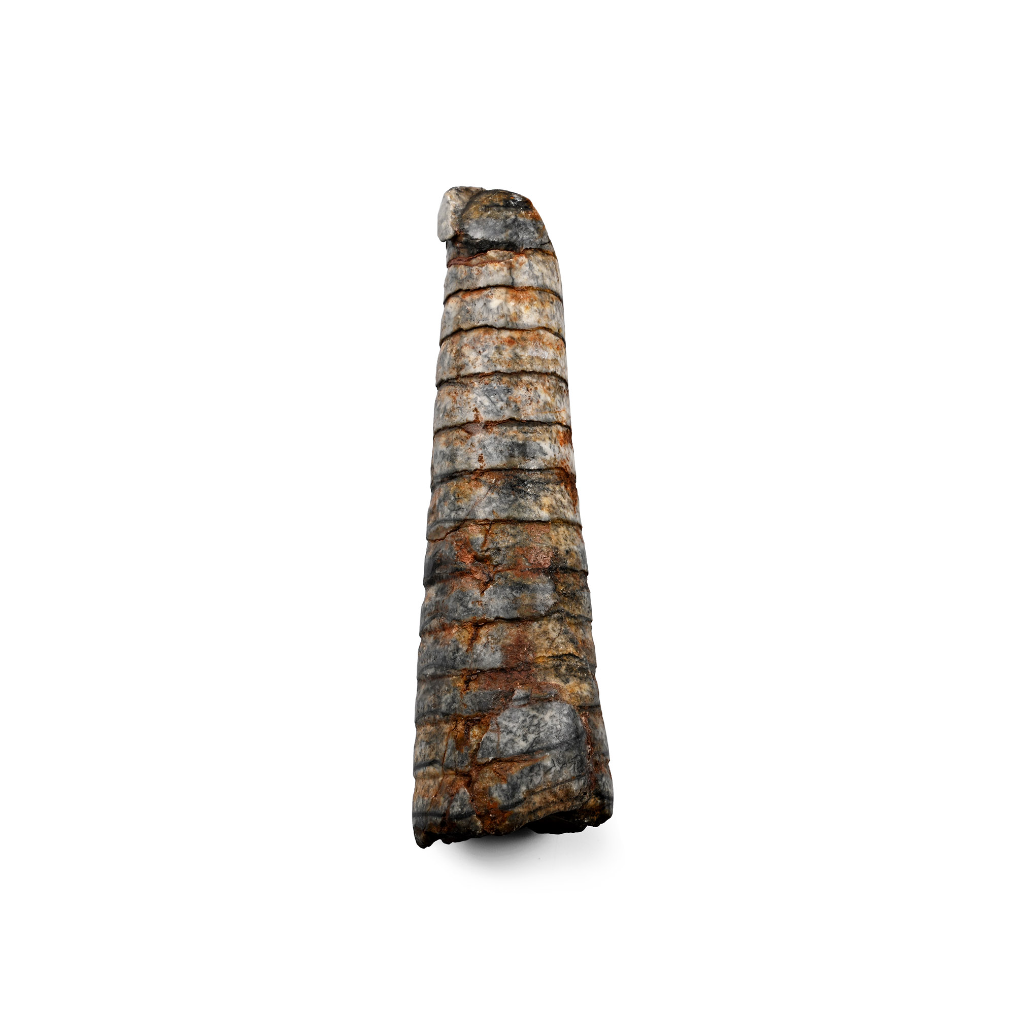 Fossil Orthoceras Nautilus