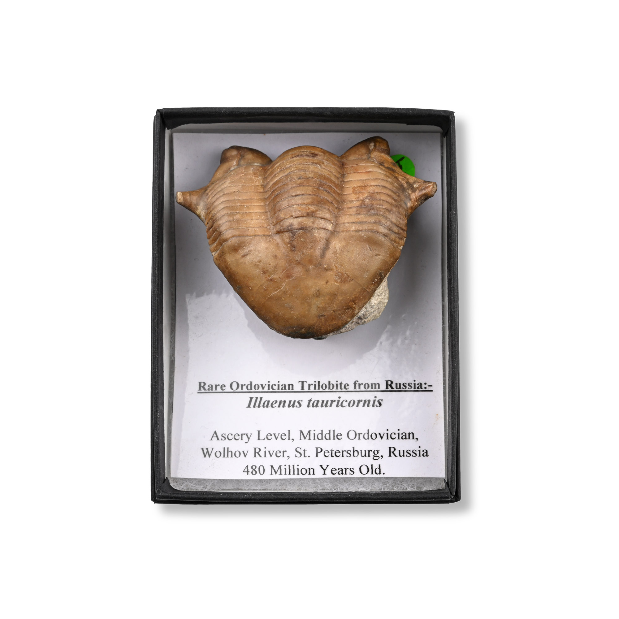 Fossil Illaenus Tauricornis Trilobite