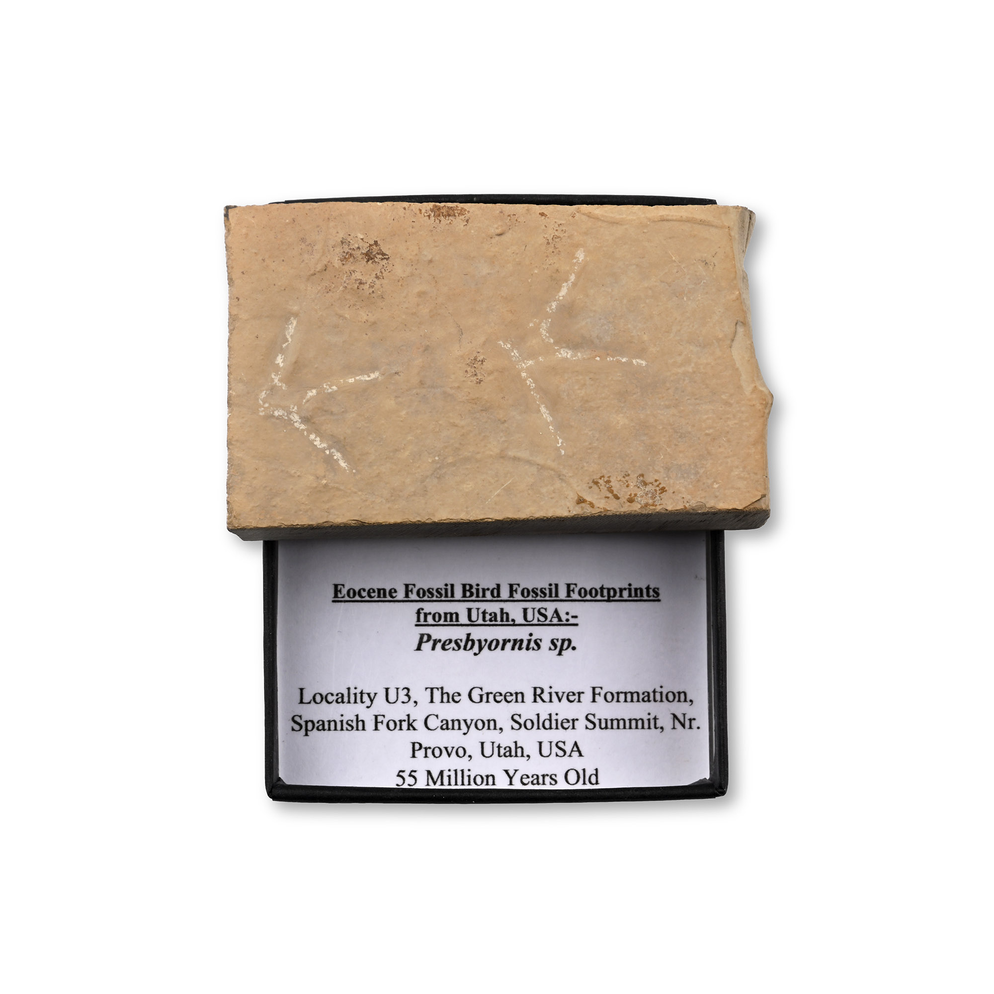 Fossil Presbyornis Bird Footprints