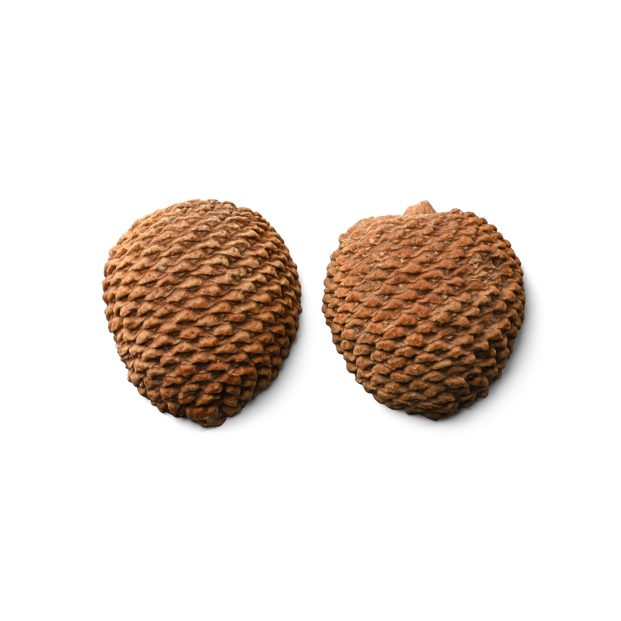 Cut and Polished Fossil Auricaria Pinecone