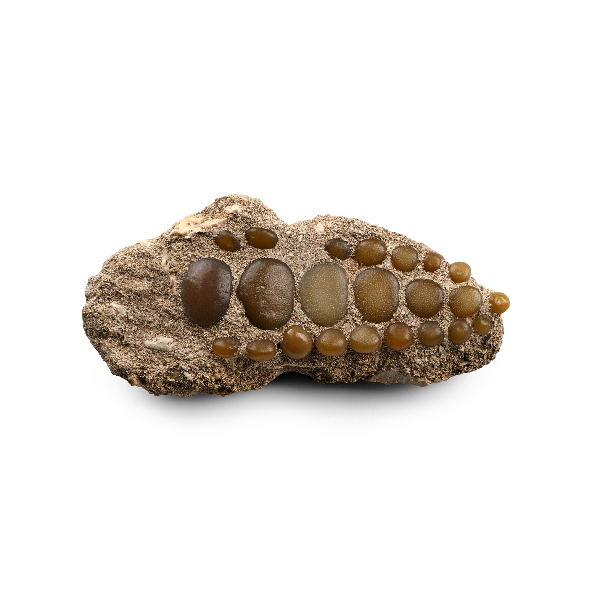 Fossil Fish Palate in Matrix