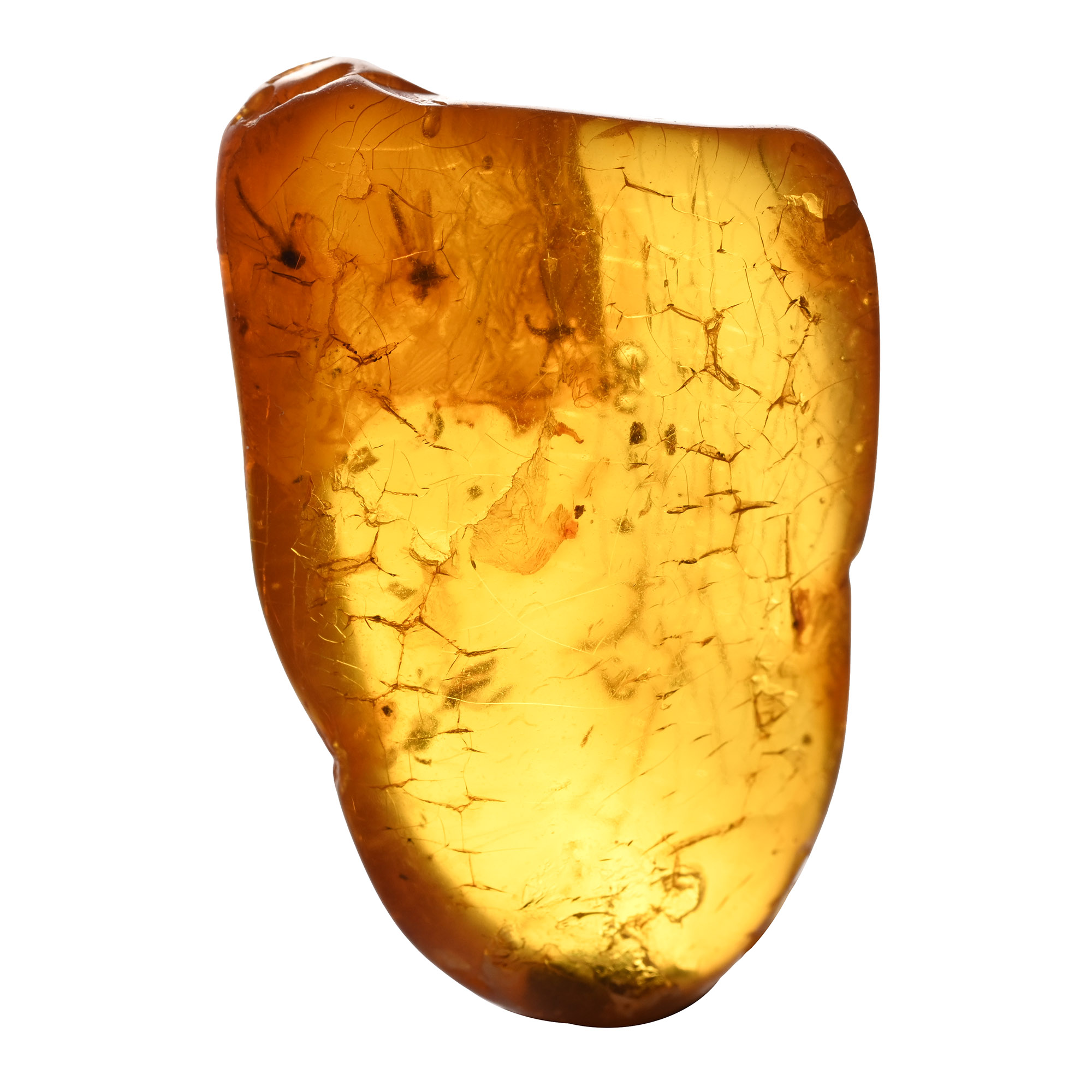 Mosquito and Other Inclusions in Polished Amber