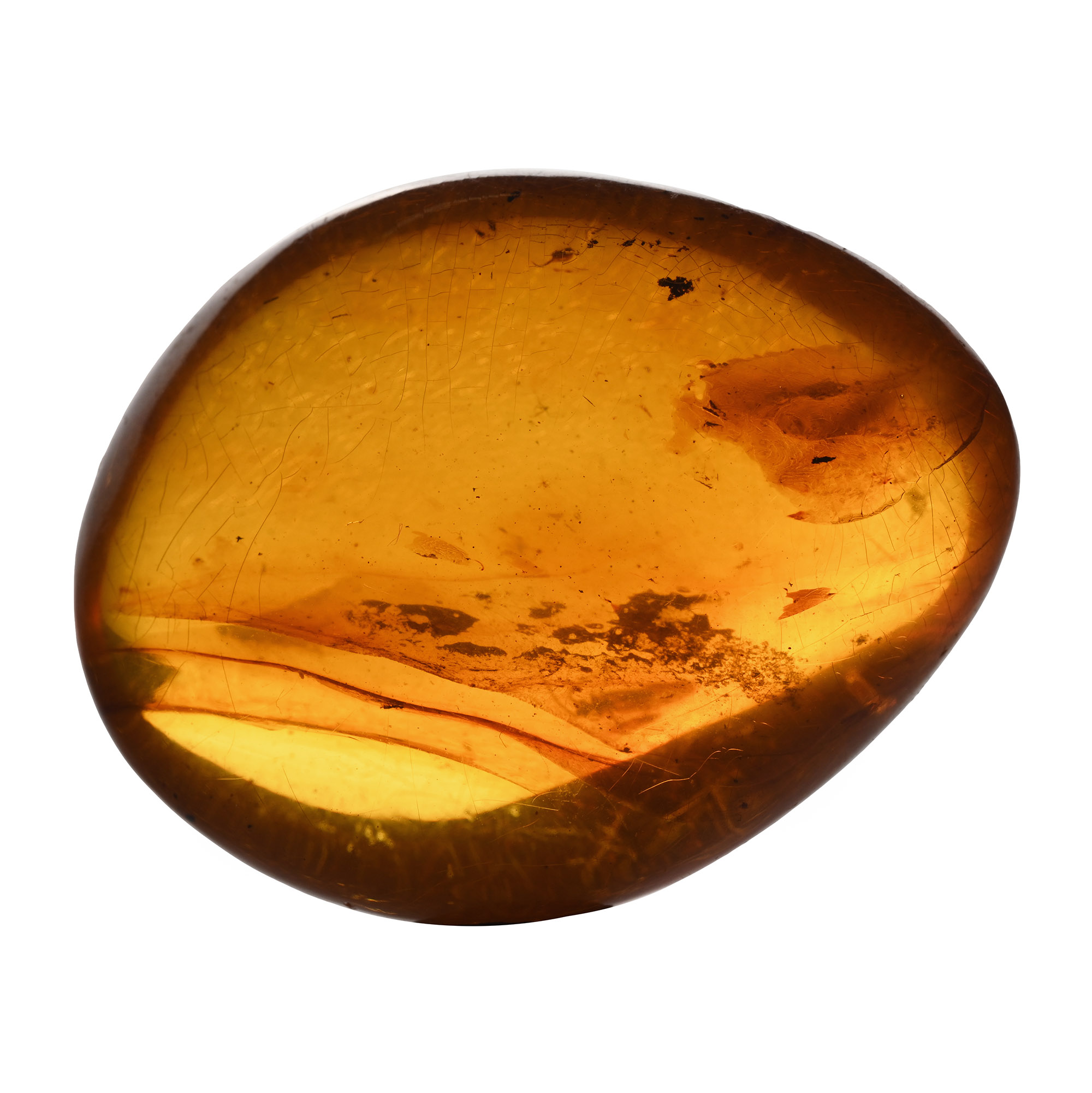 Insect Inclusion in Polished Amber
