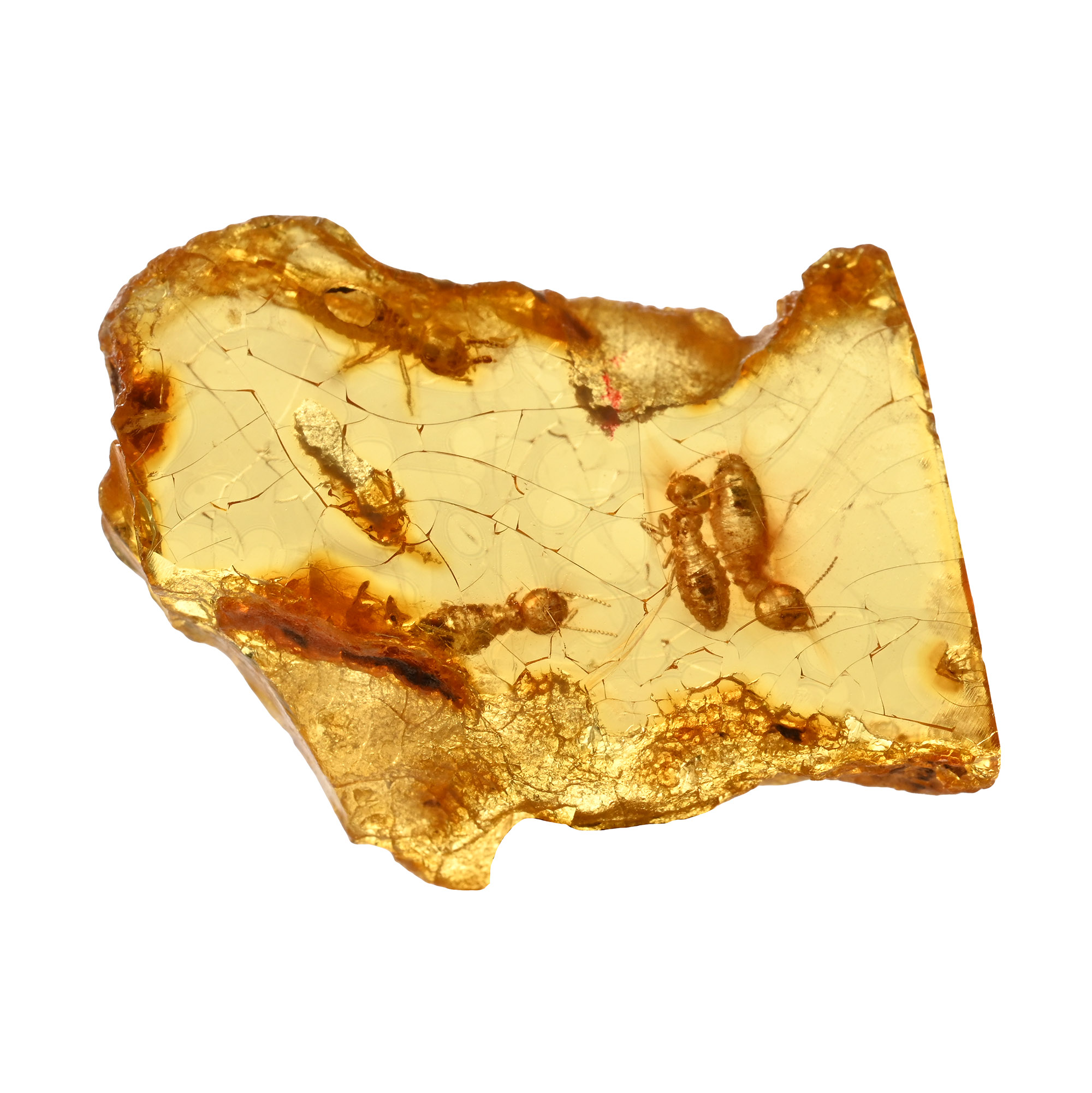 Termites in Polished Amber