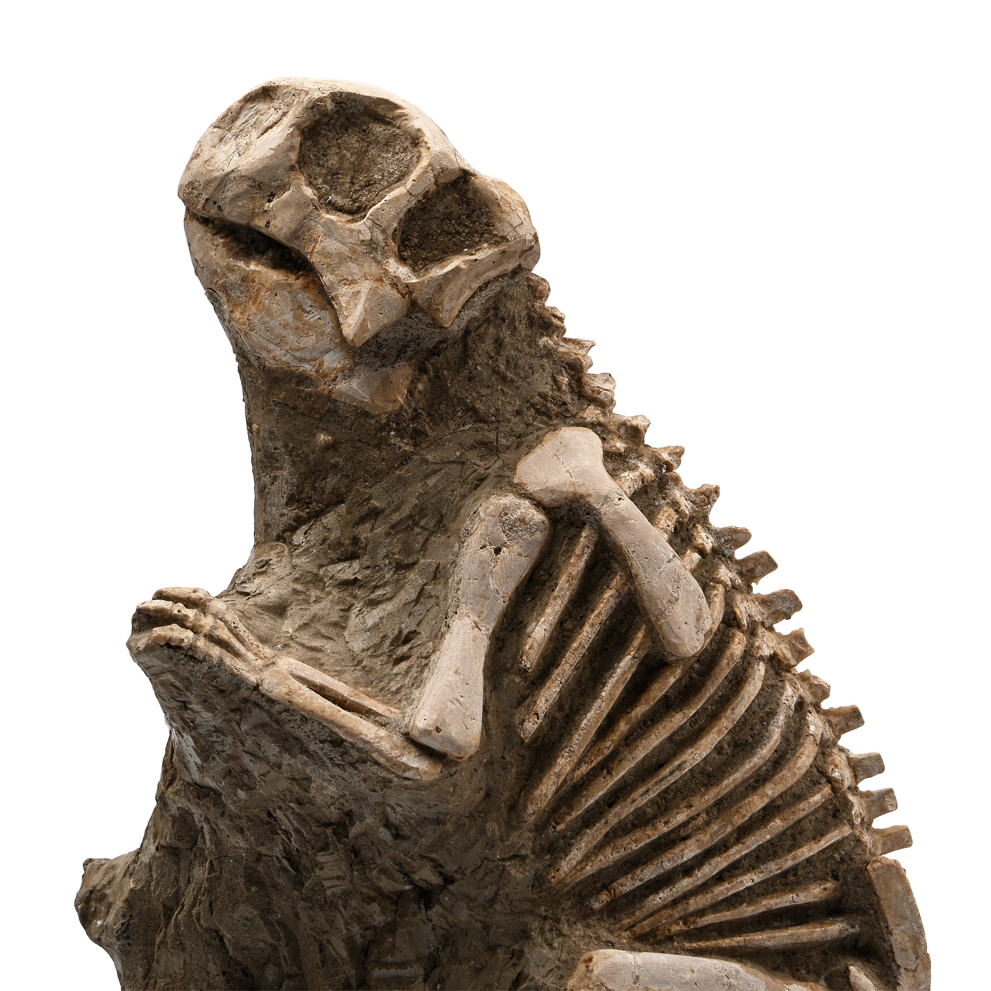 Psittacosaurus Fossil Dinosaur Skeleton