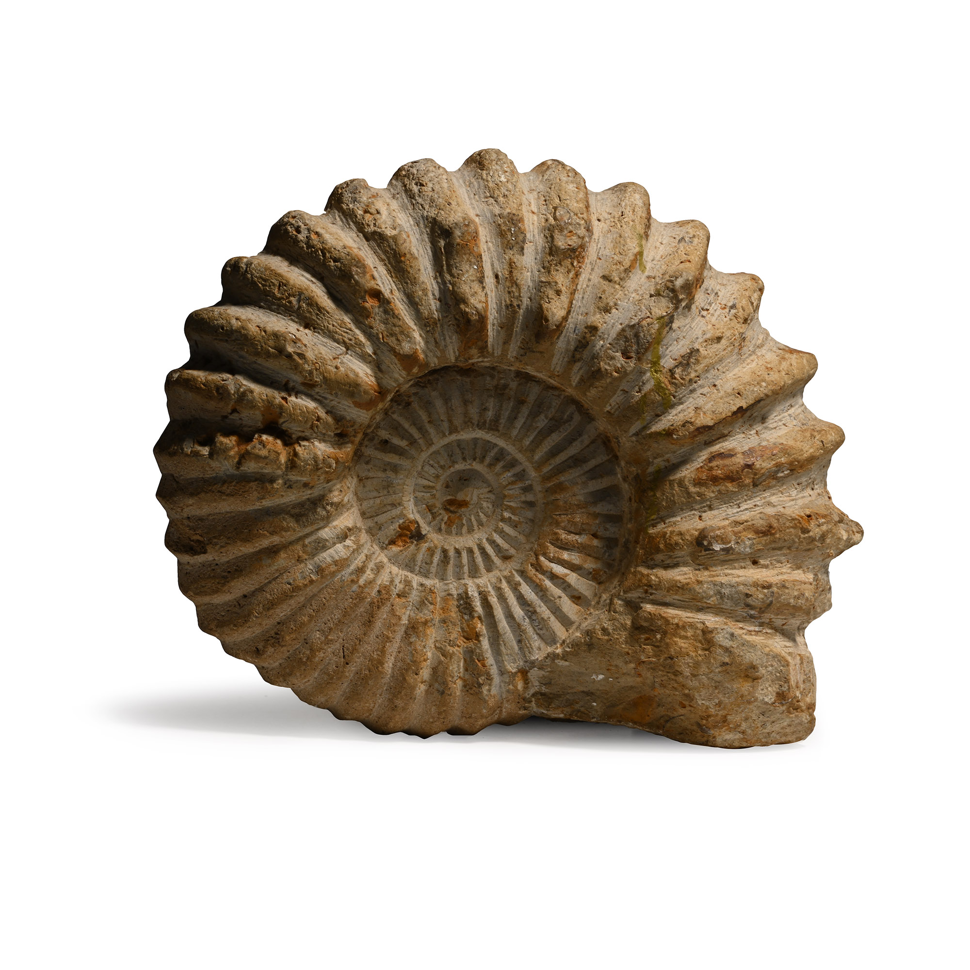 Large Fossil Agadir Ammonite