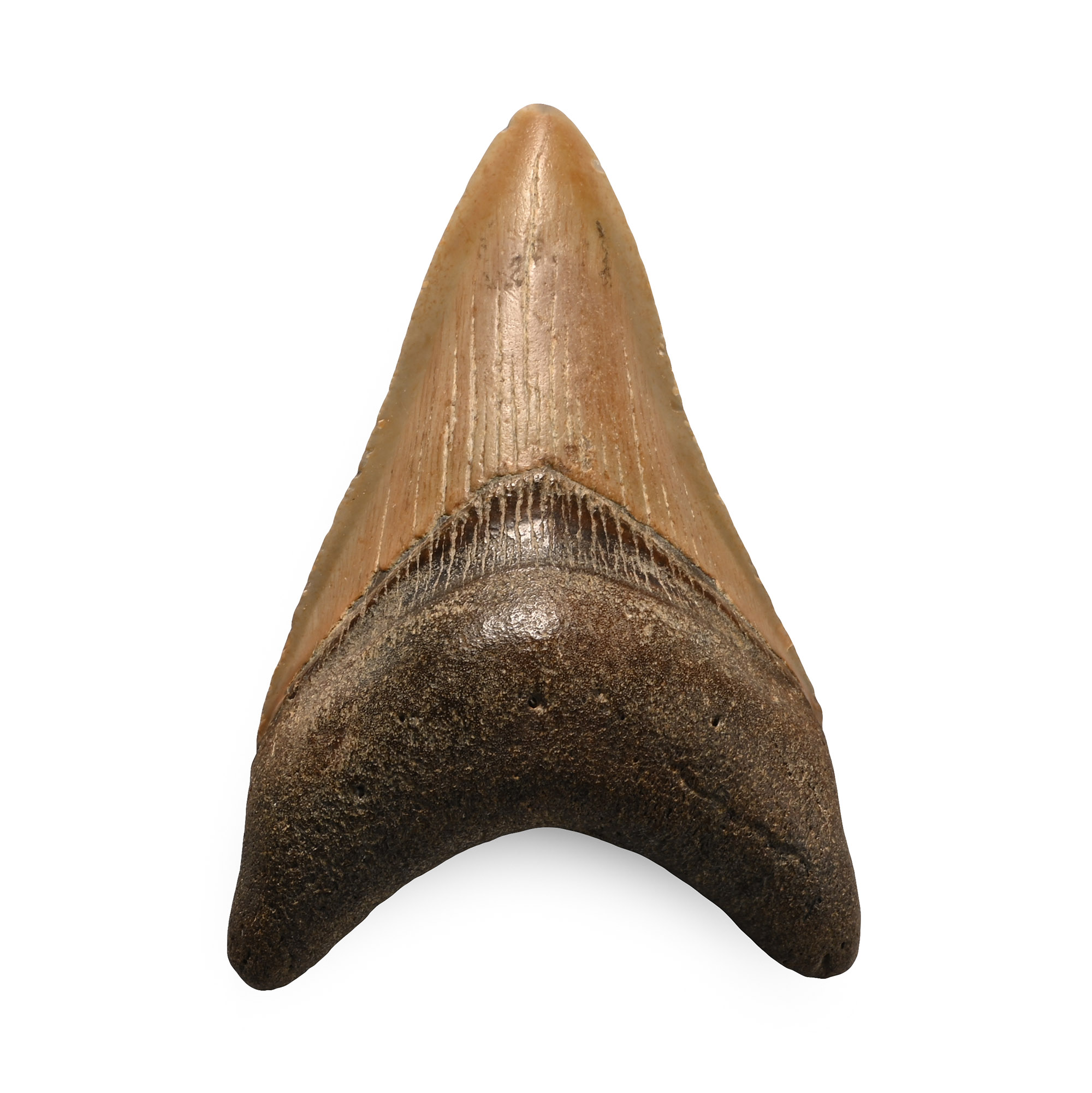 Fossil Megalodon Shark Tooth