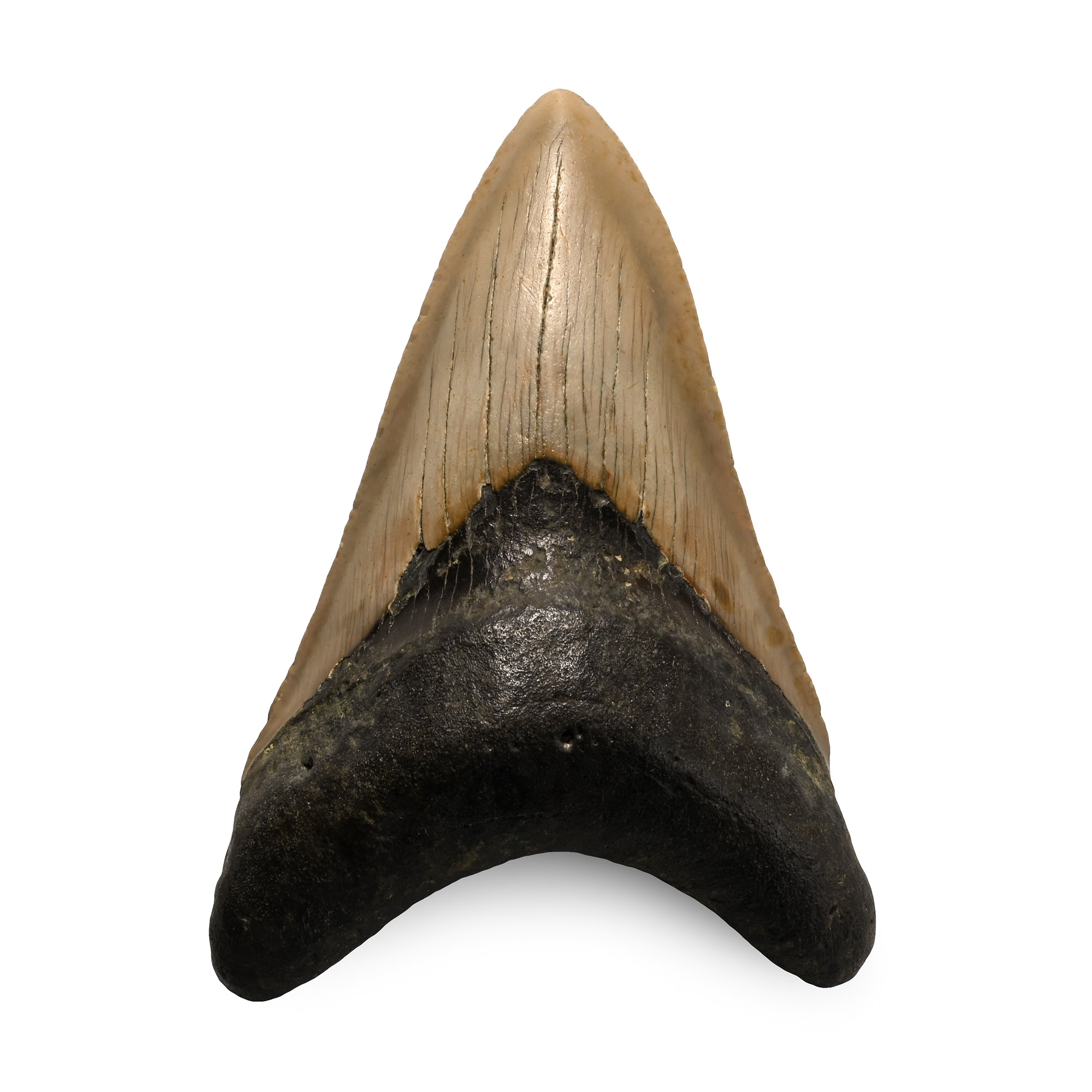 Fossil Megalodon Shark Tooth