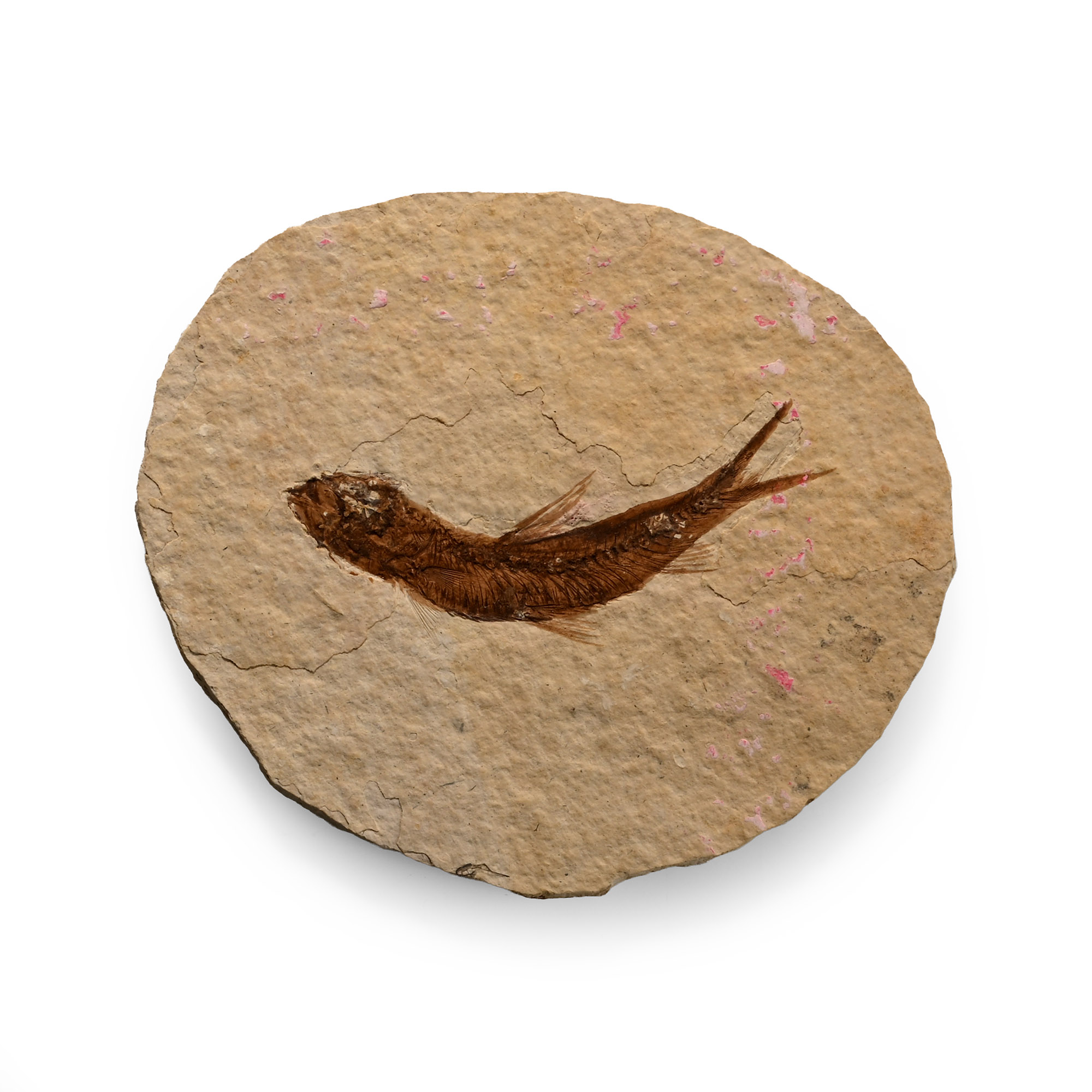 Fossil Knightia Fish on Matrix