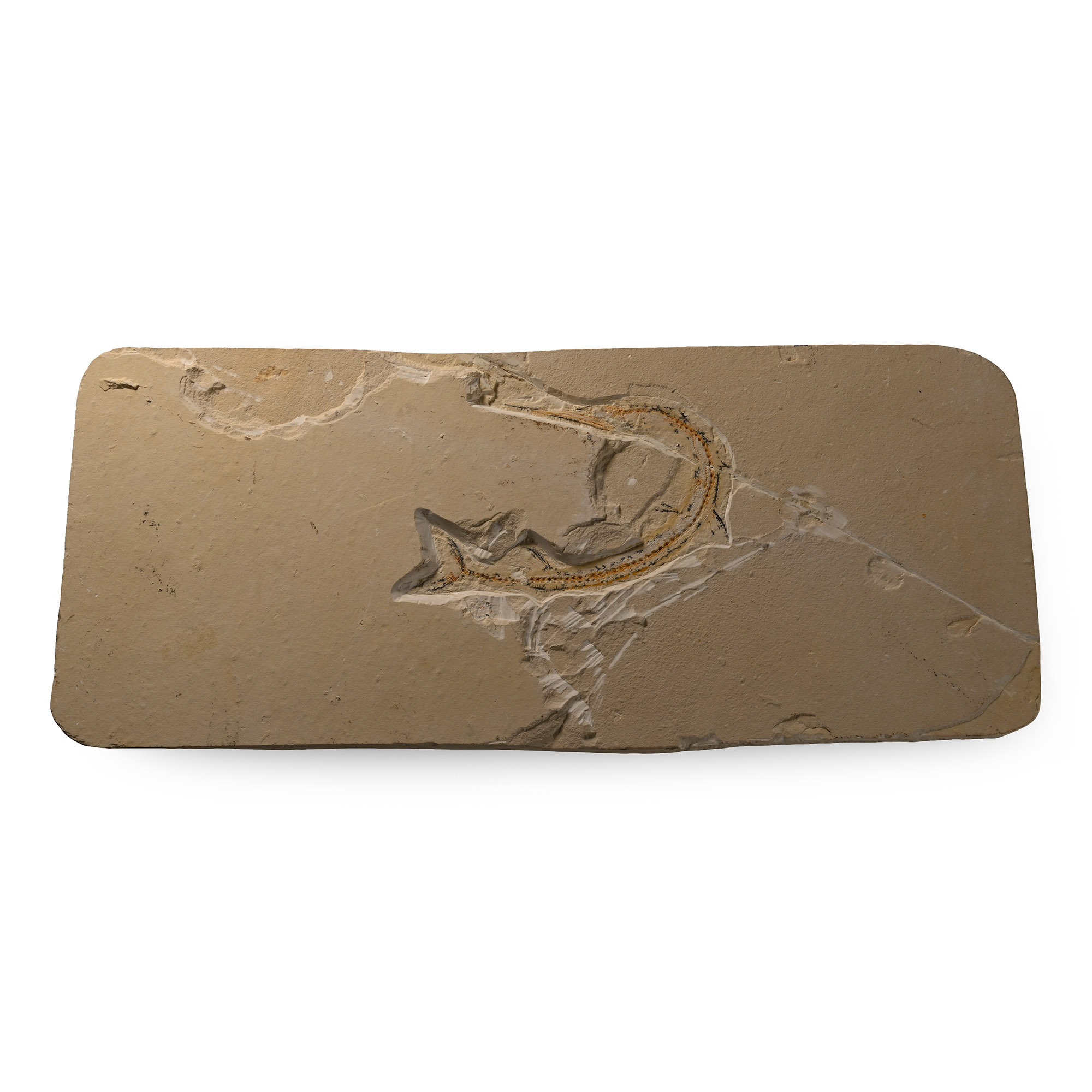 Fossil Fish on Matrix