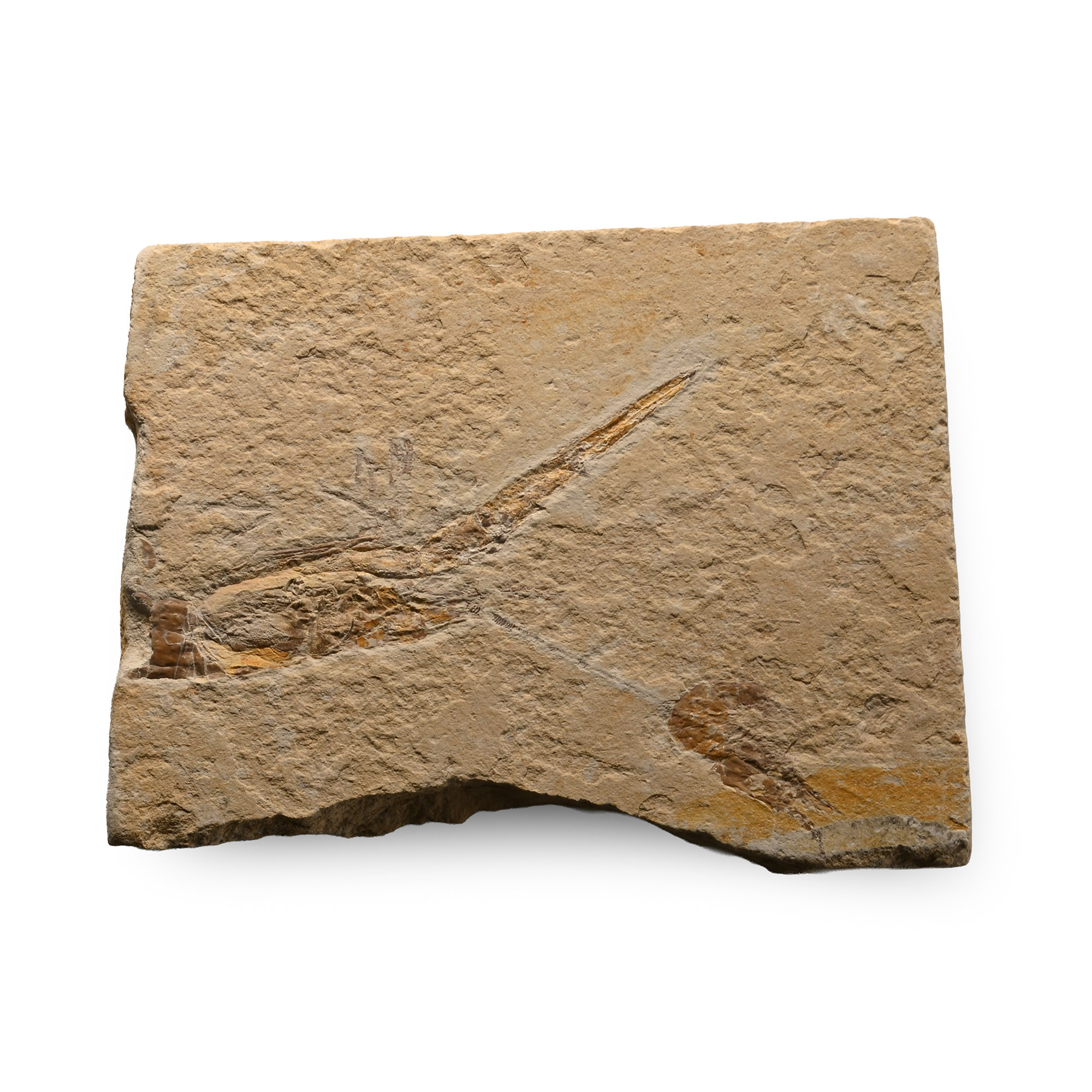 Double Fossil Shrimp Plate