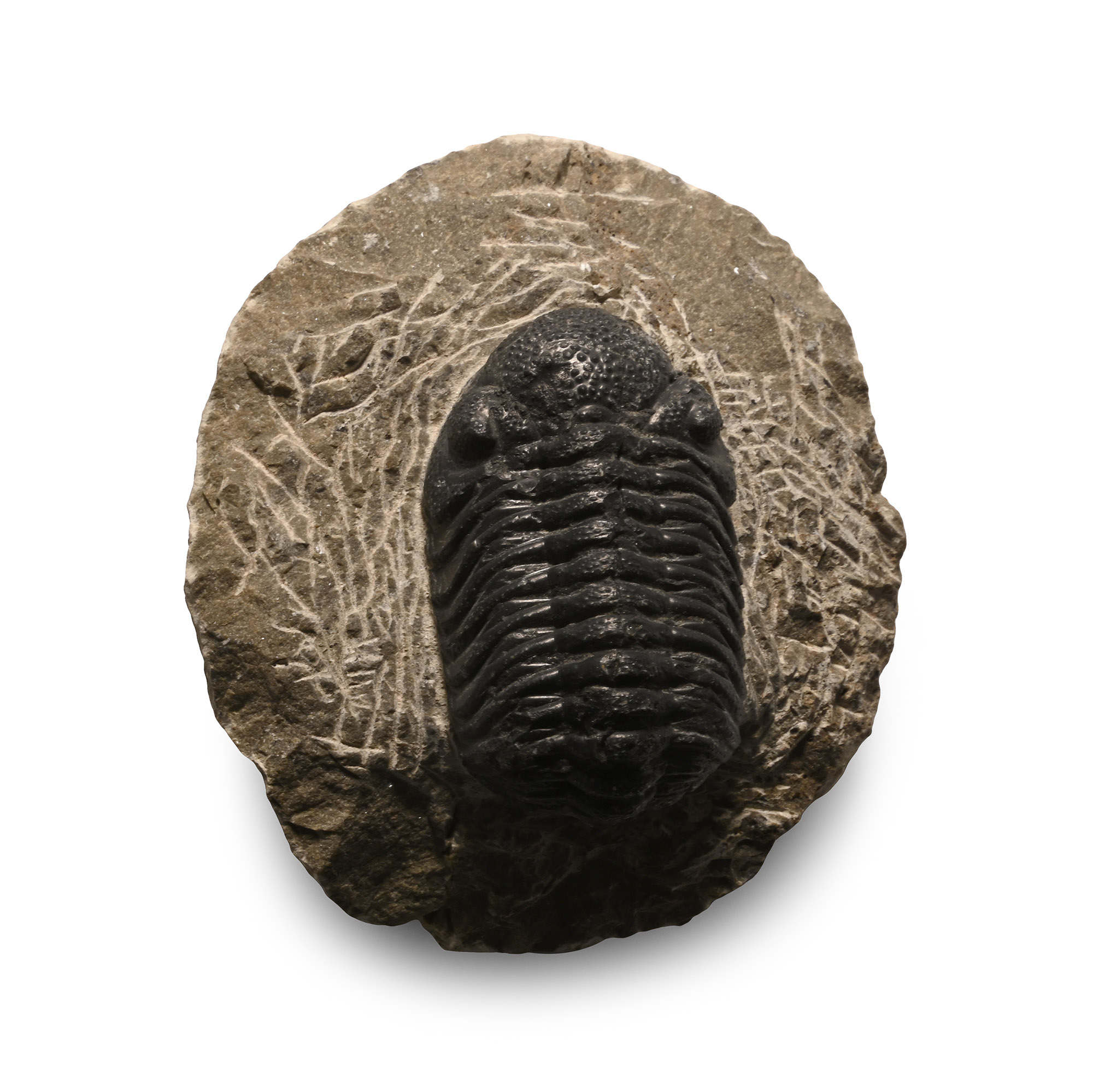 Fossil Phacops Trilobite on Matrix