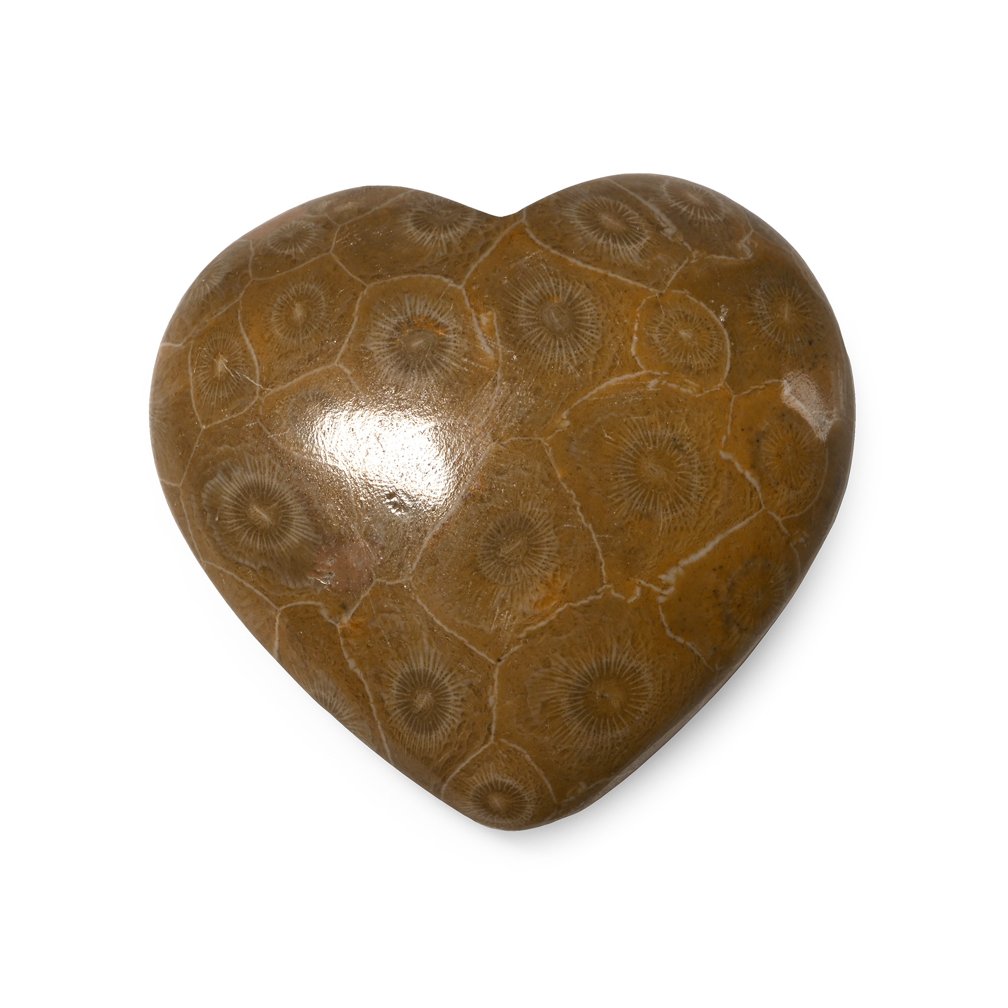Polished Fossil Coral Head Heart