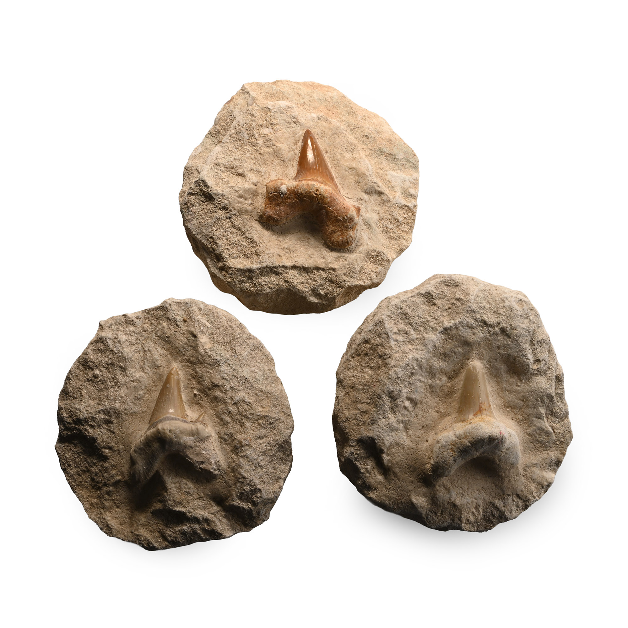 Fossil Otodus Shark Tooth on Matrix Group