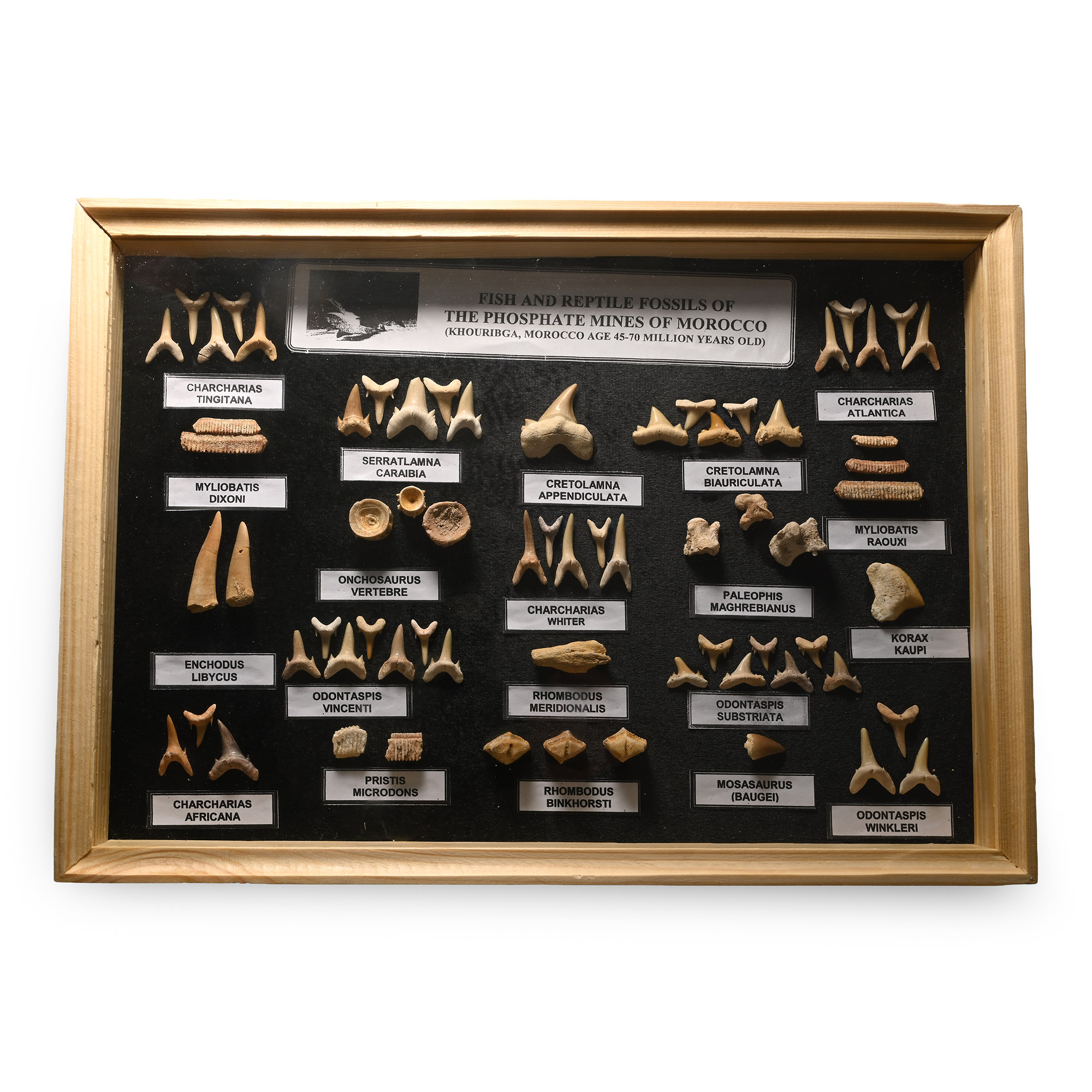 Fossil Shark Tooth Display Case