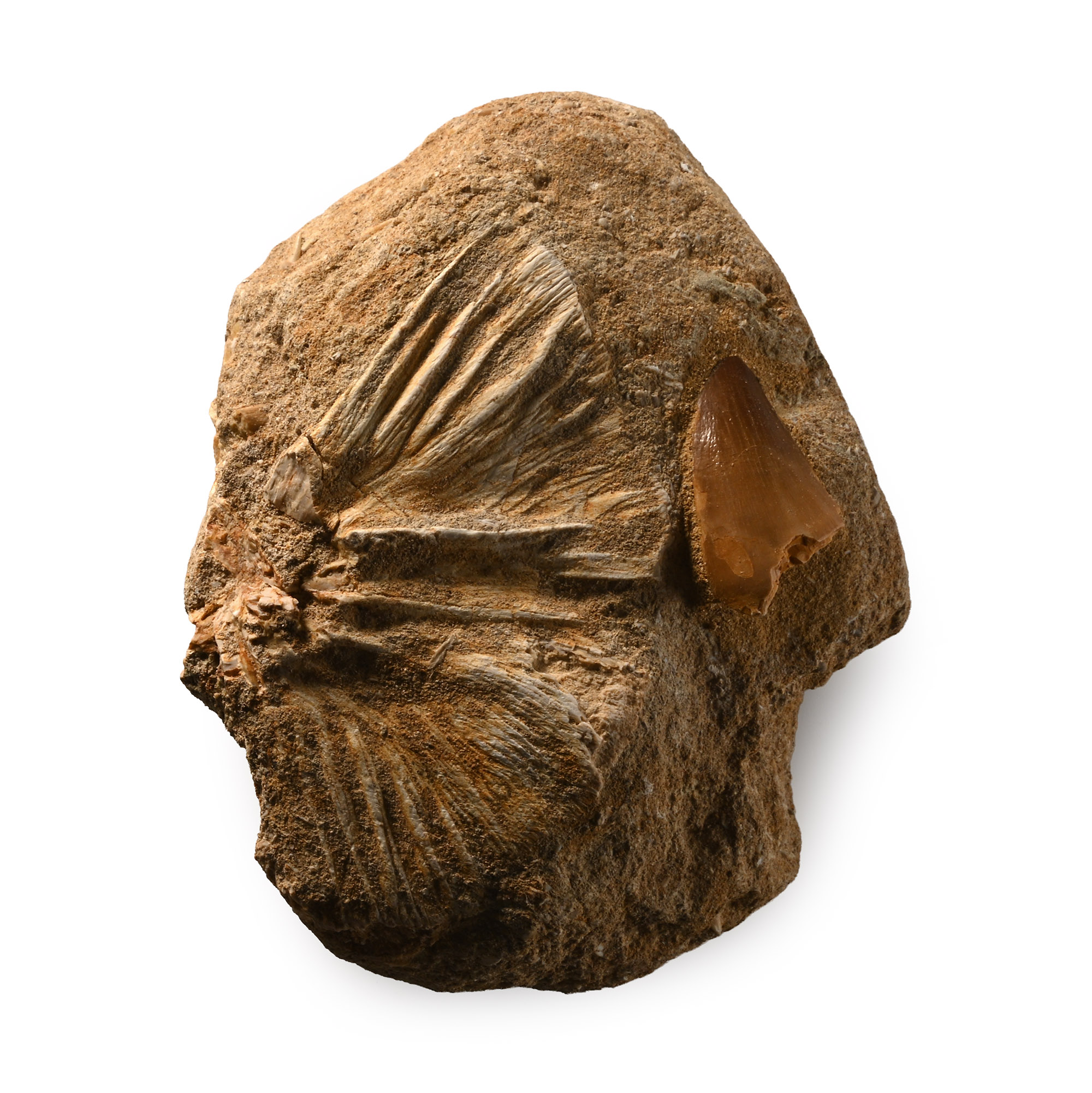 Fossil Mosasaur 'Marine Dinosaur' Tooth and Fish Bone on Matrix