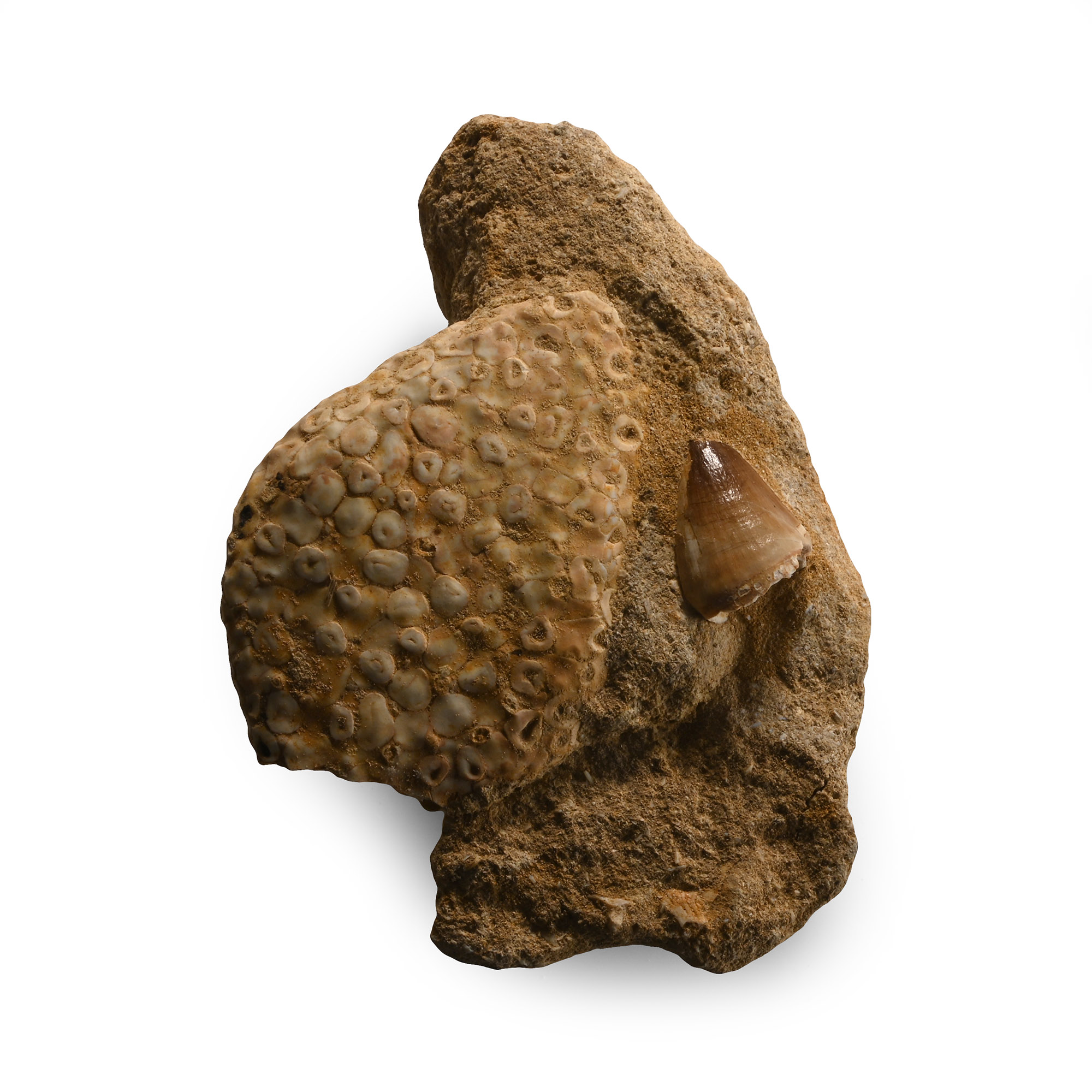 Fossil Mosasaur Tooth with Fish Palate