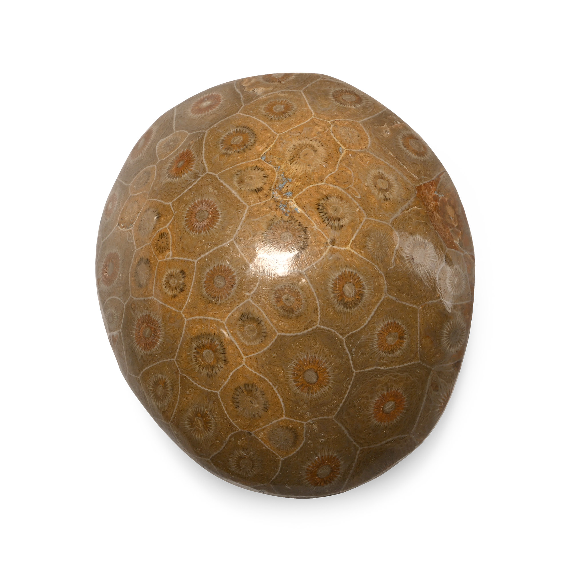 Large Polished Fossil Coral Head