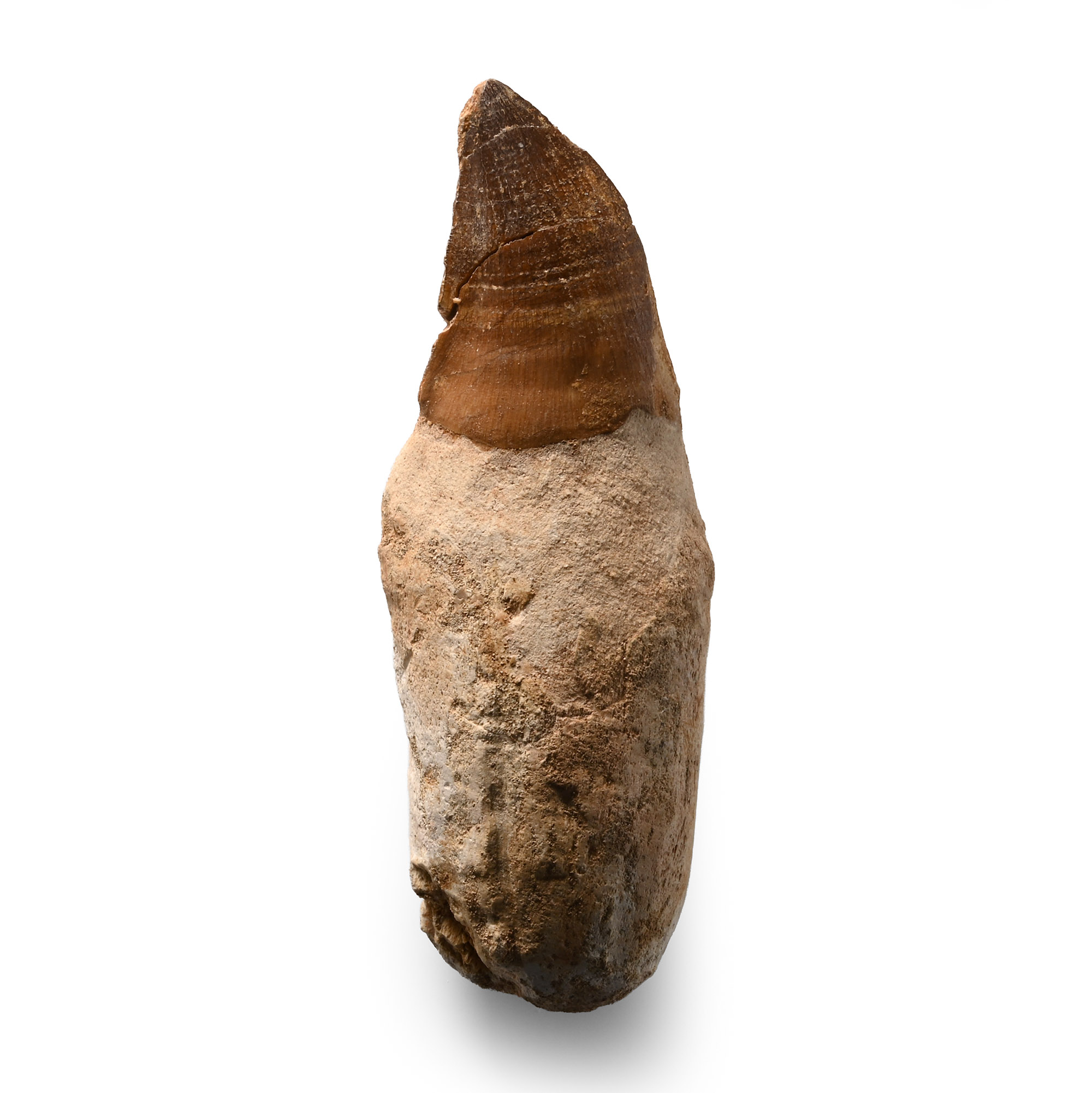Large Fossil Mosasaur 'Marine Dinosaur' Tooth with Root