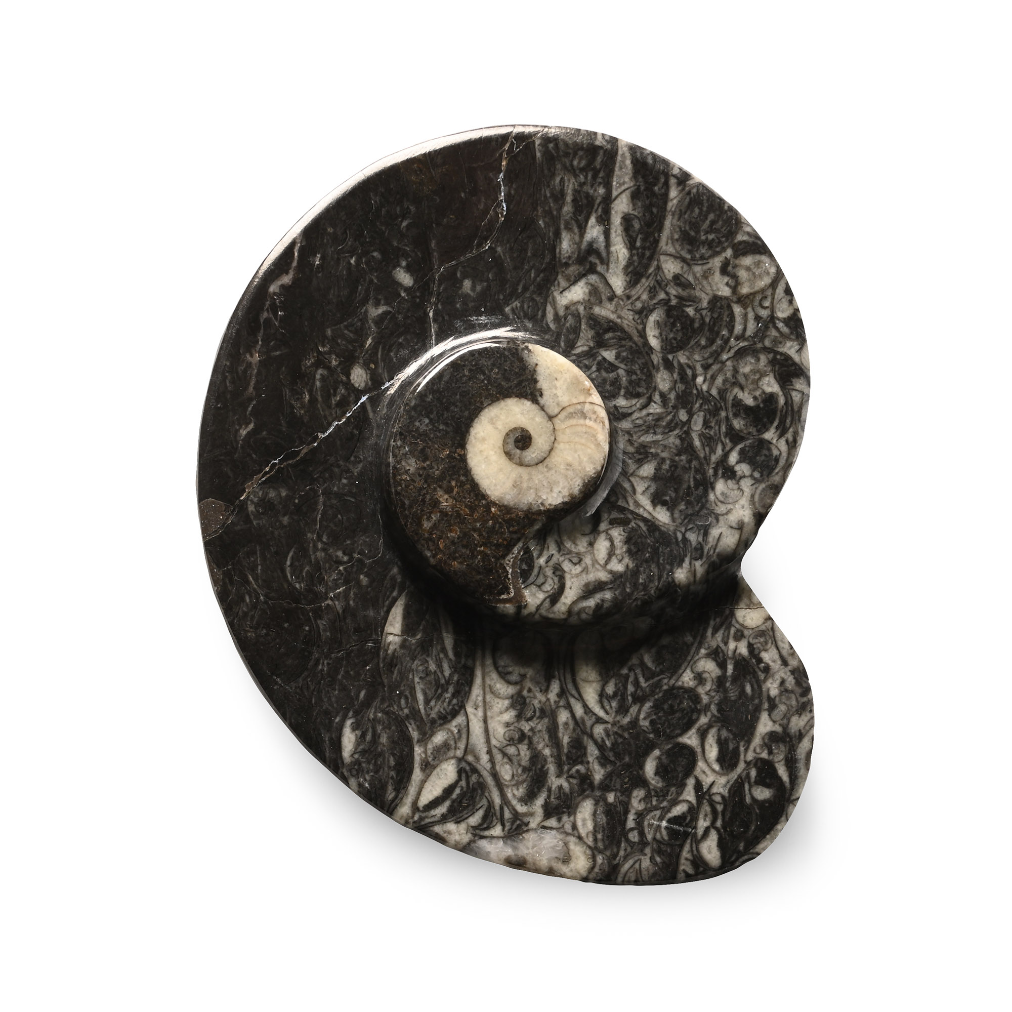 Polished Fossil Goniatite Dish