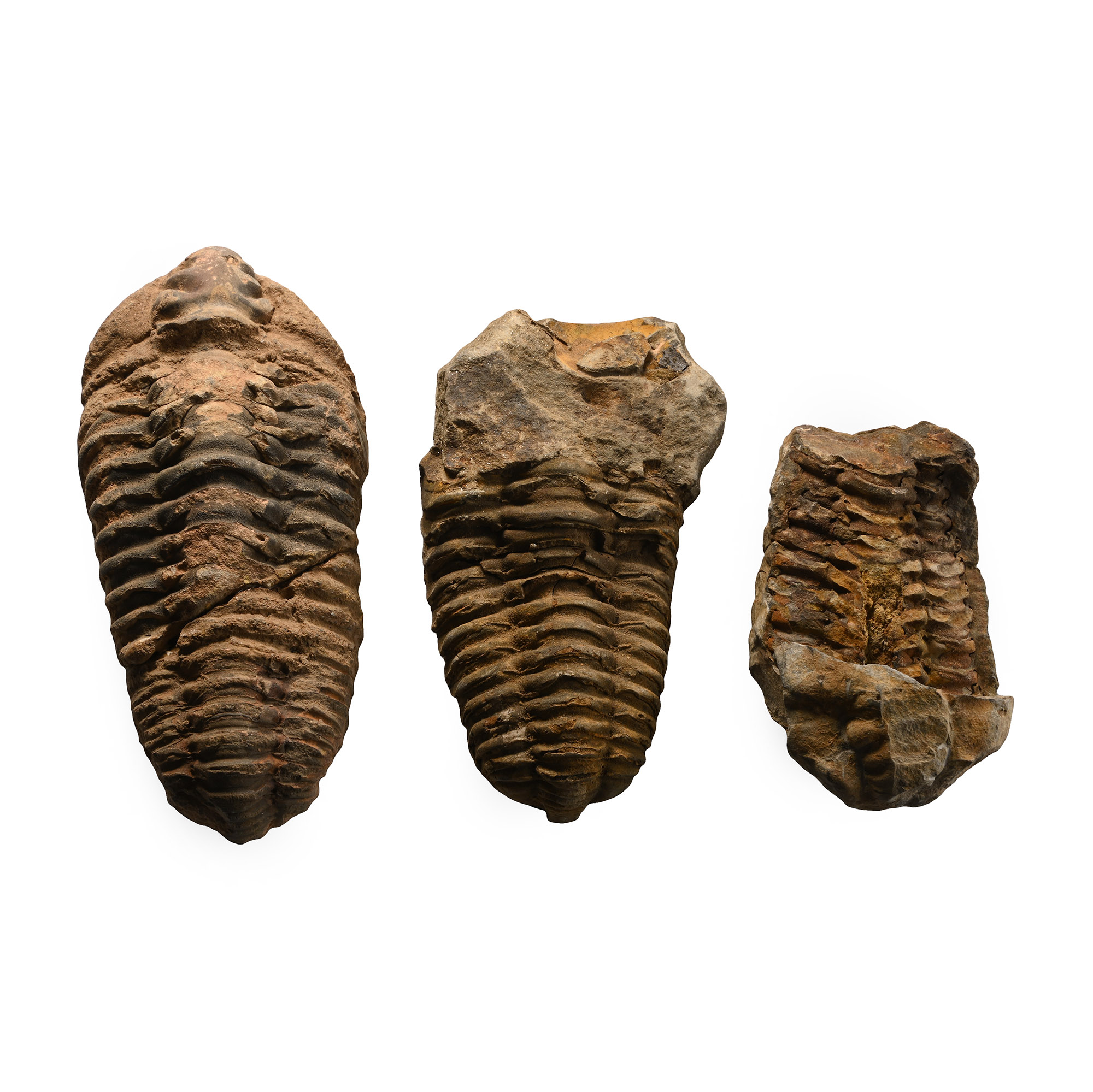 Fossil Flexicalymene Trilobite Group